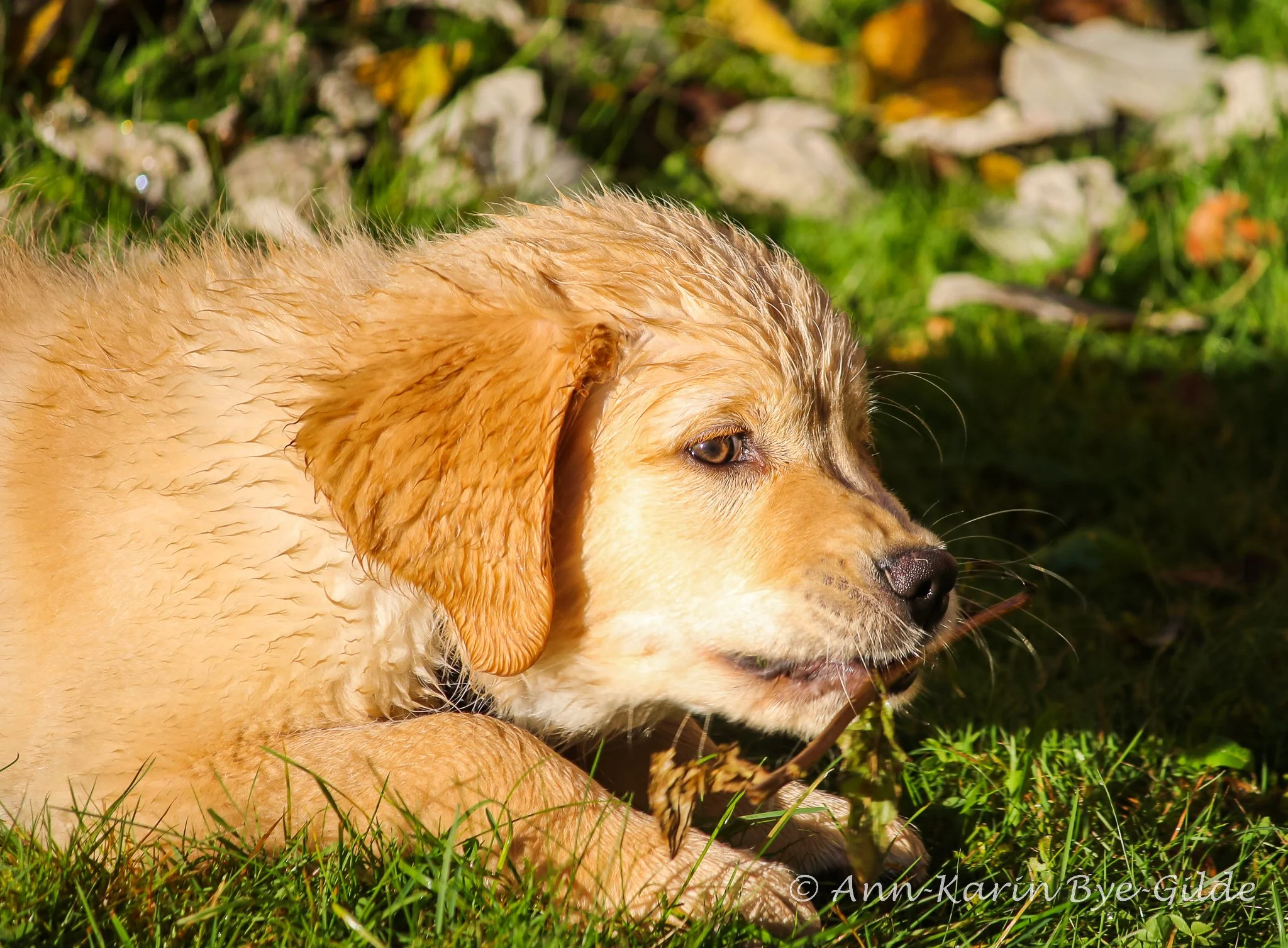 LH1A4170Til FB-2048-2.jpg