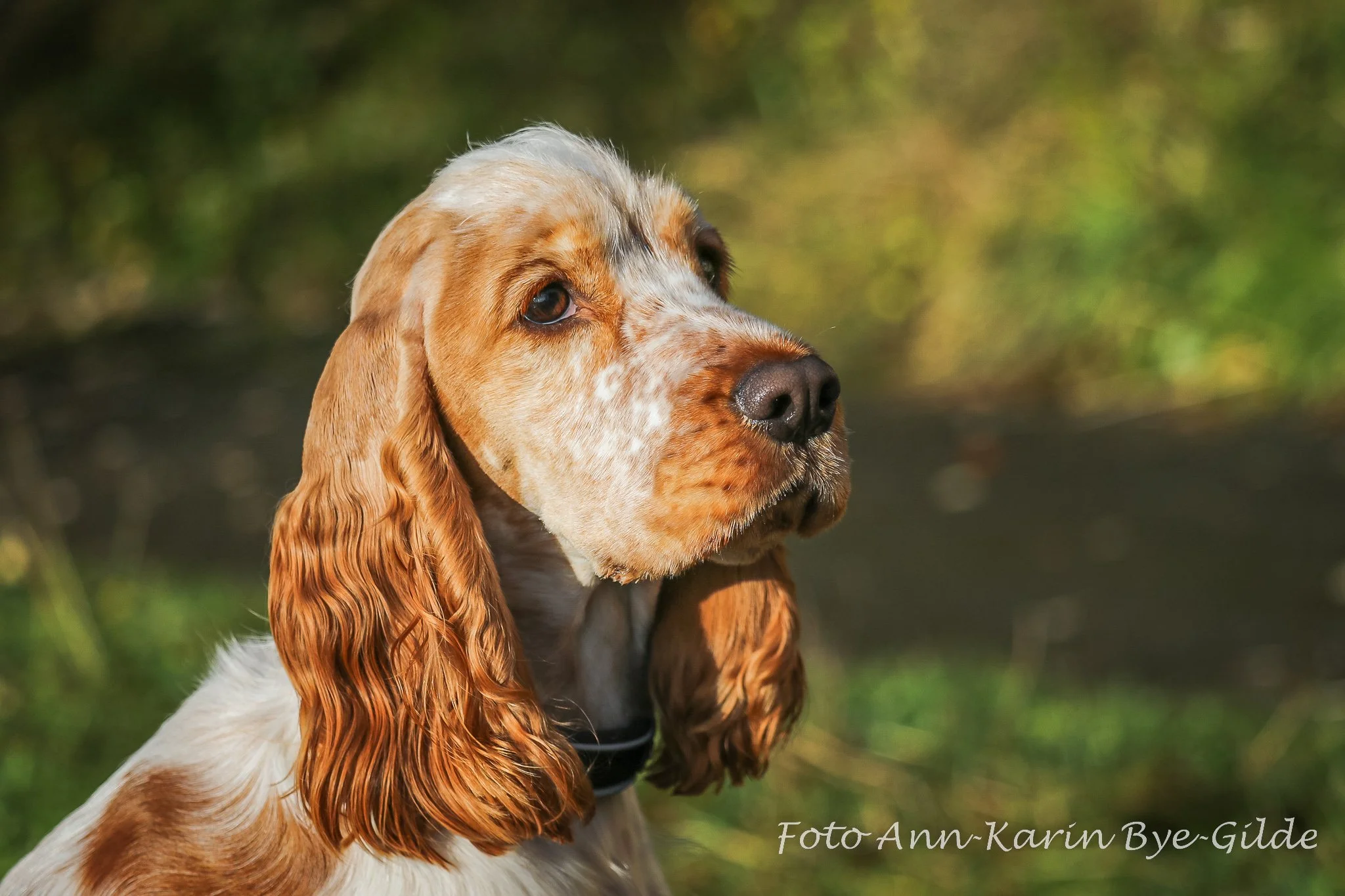 LH1A3181Til FB-2048.jpg