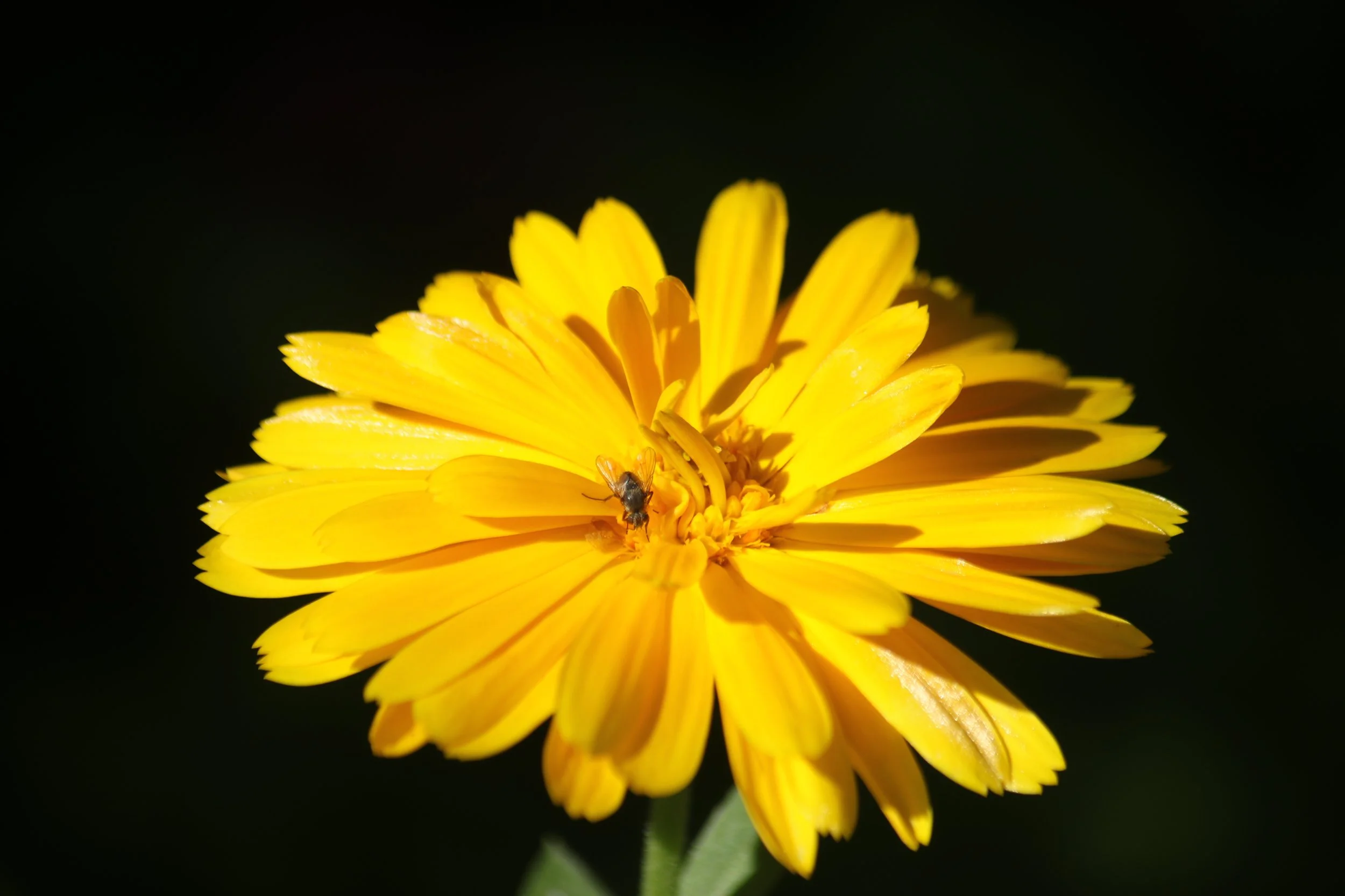 Språkvask og korrektur for diverse forlag