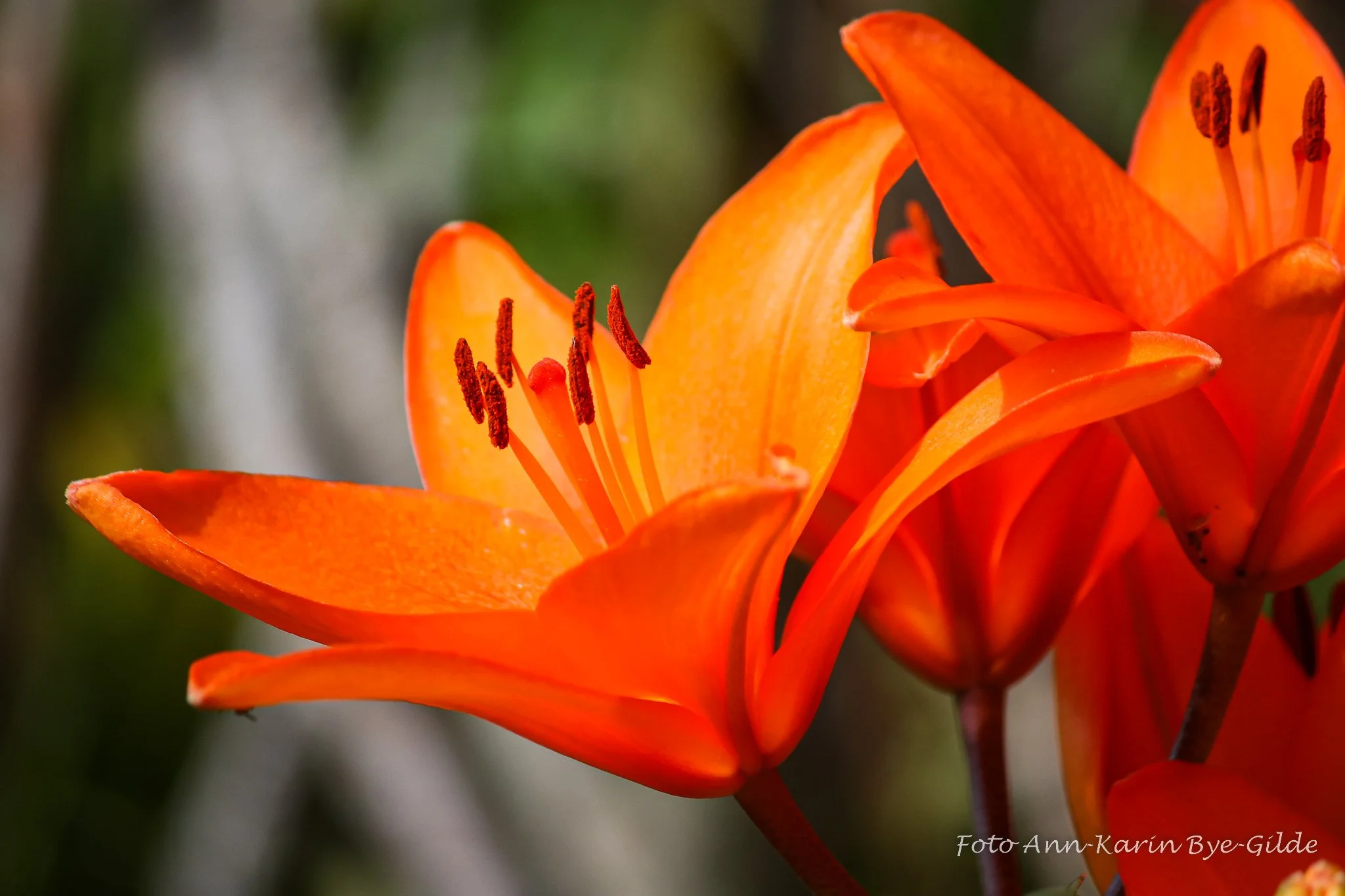 LH1A7468Til FB-2048.jpg