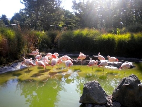 Tracy Aviary 