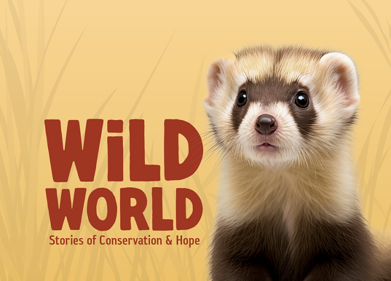 NHMU - Wild World