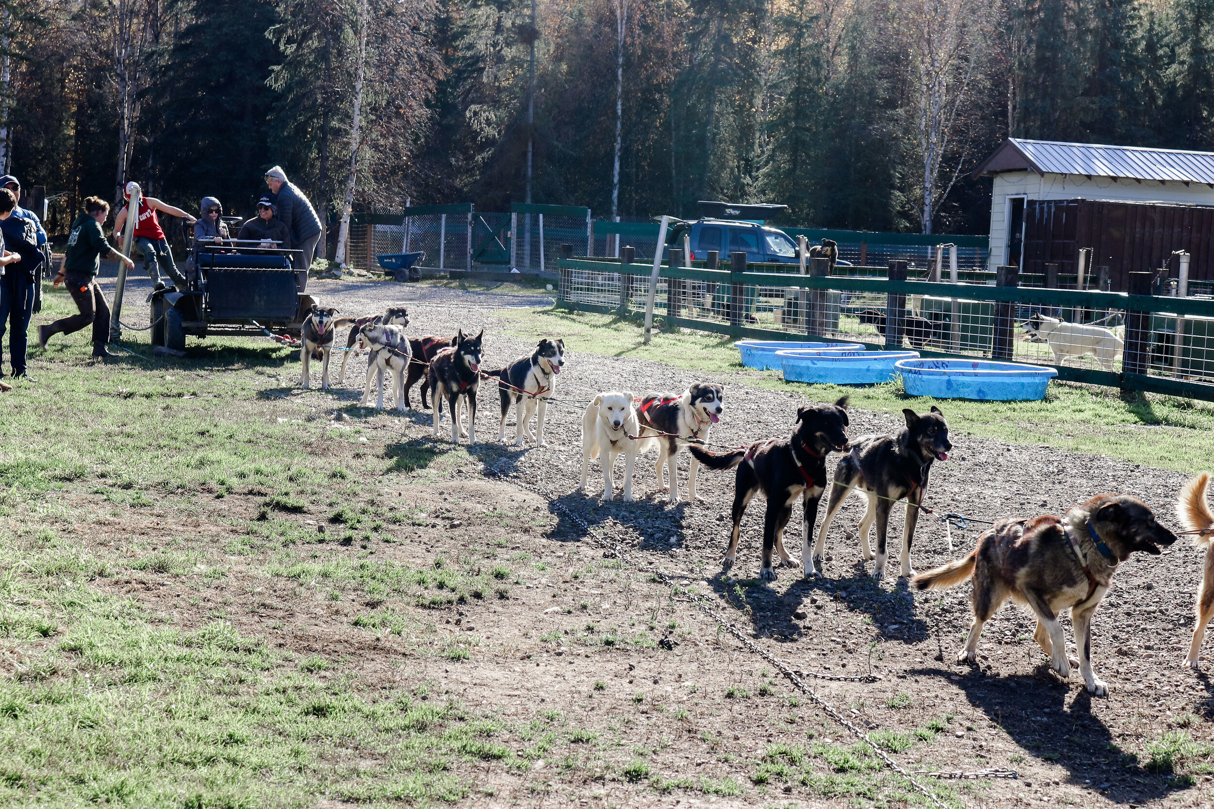 ALASKA DOGS.jpg