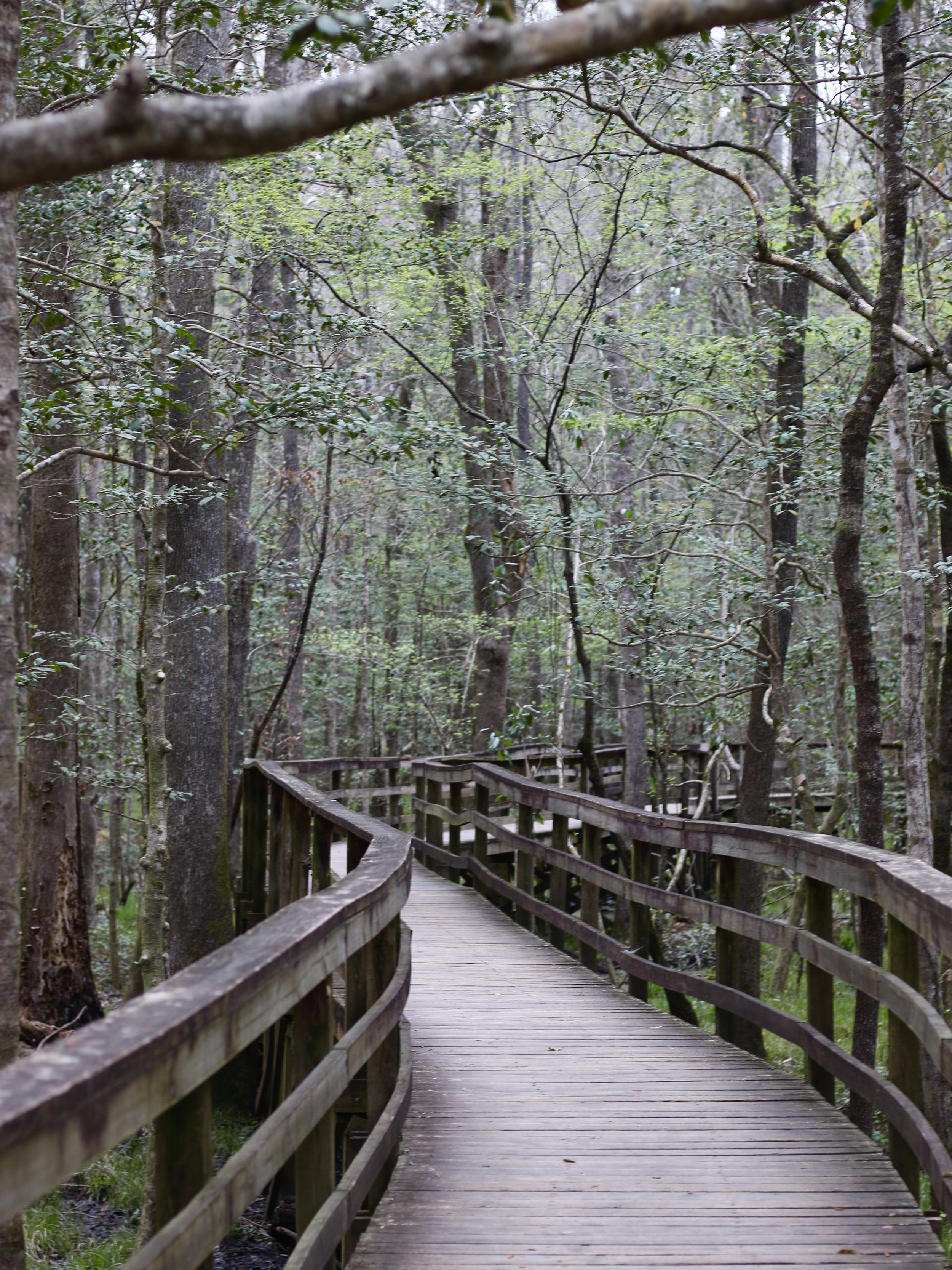  As the first timers, we went on this boardwalk loop trail, an easy 2 and a half mile walk that starts at the visitor center and then ascends into the forest. And it is just so beautiful!  