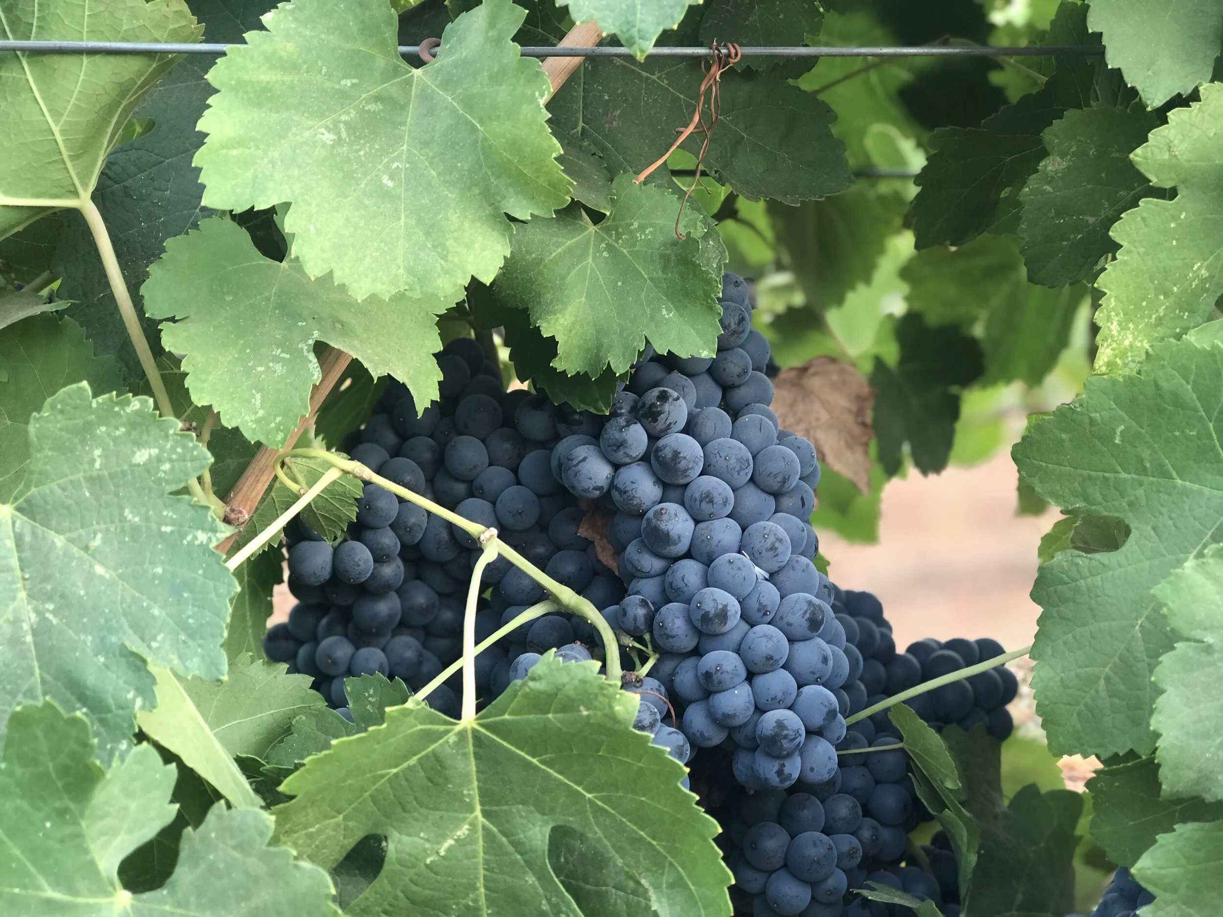 Petite Syrah cluster.jpg
