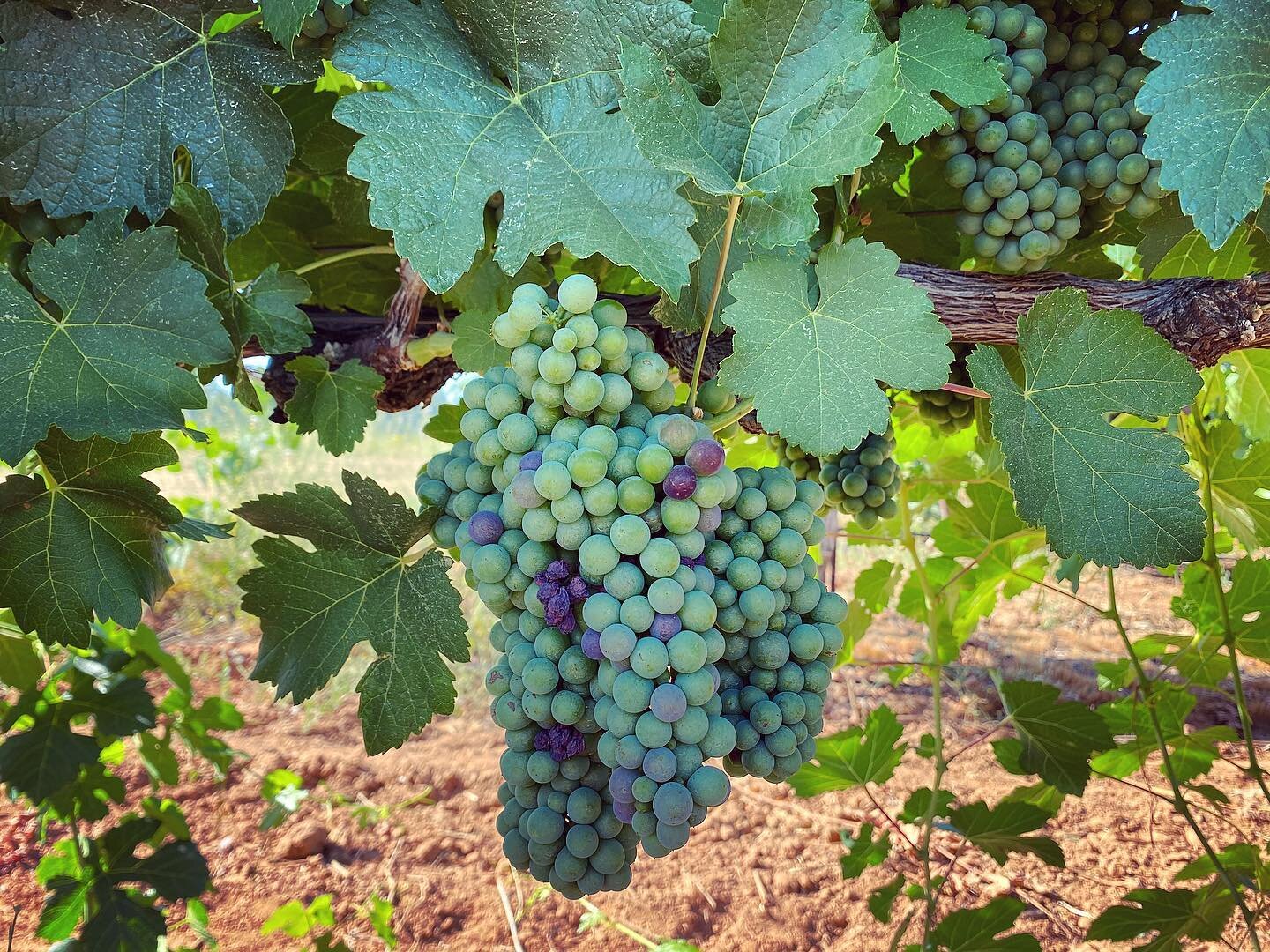 V&eacute;raison has begun!  This phenomena refers to the color change of maturing grapes. The fruit for both white and red wines begin as these tiny green clusters. This picture is our Petite Syrah, and you can see the deep red color beginning to sho