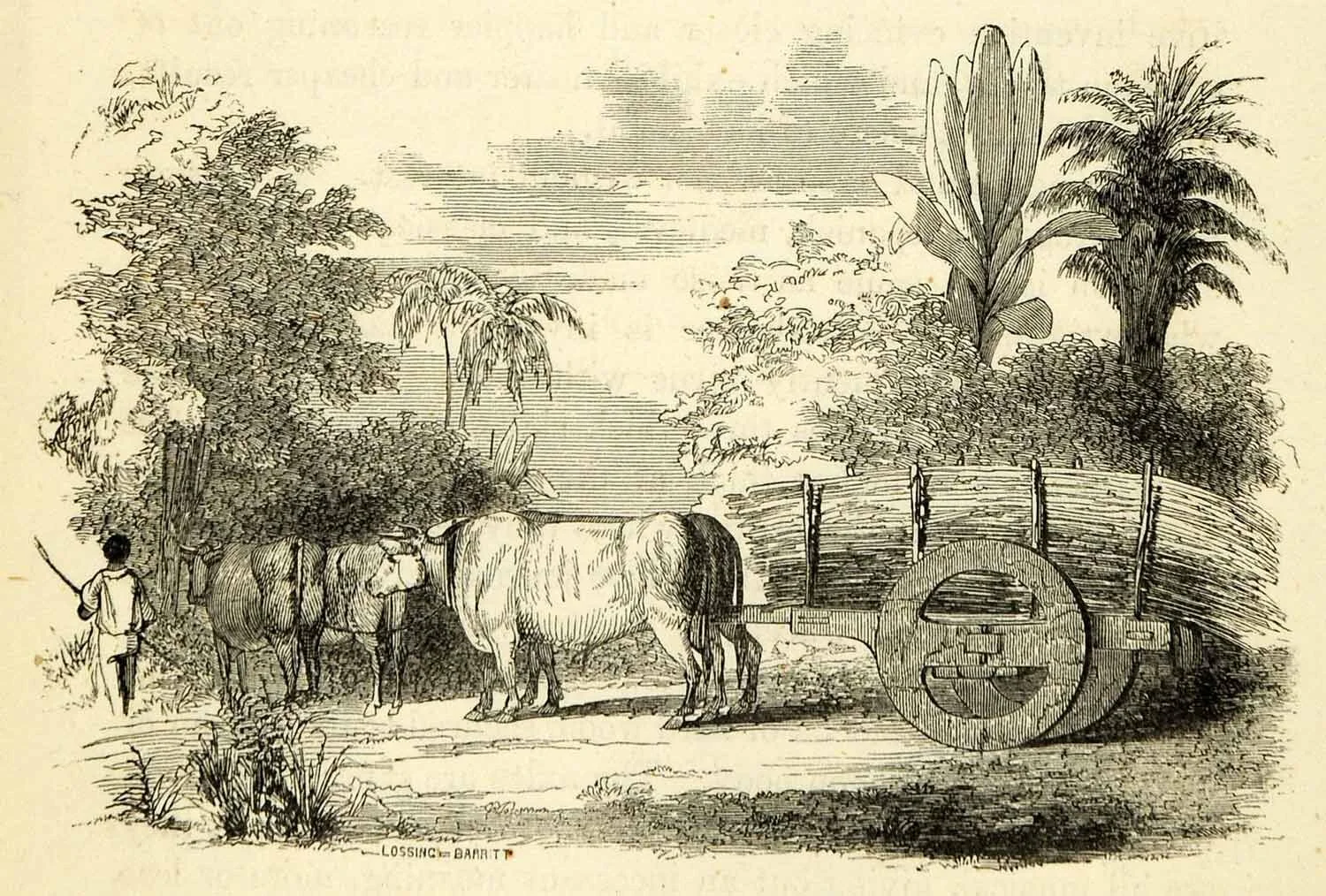 Wood engraving oxen team agriculture wagon cart planting rural Brazil palms. 1856.