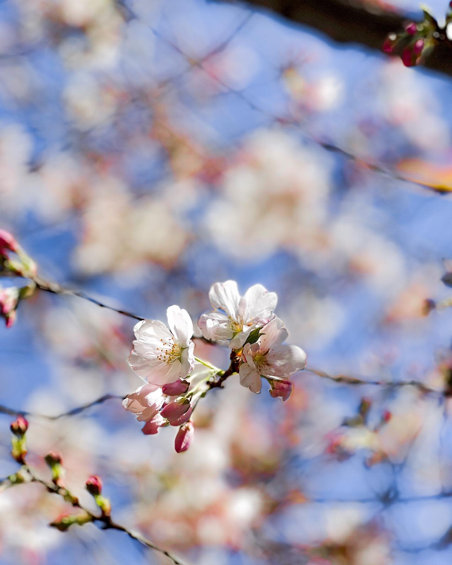 favorite photos i took in 2023 (2/2):

1. Cherry Blossoms on Potrero Hill, San Francisco (March 2023)

2. Another Cherry Blossom on Potrero Hill, San Francisco (March 2023)

3. Waterfall on the Road to Hana, Maui (April 2023)

4. Joy at Sunset at Hal