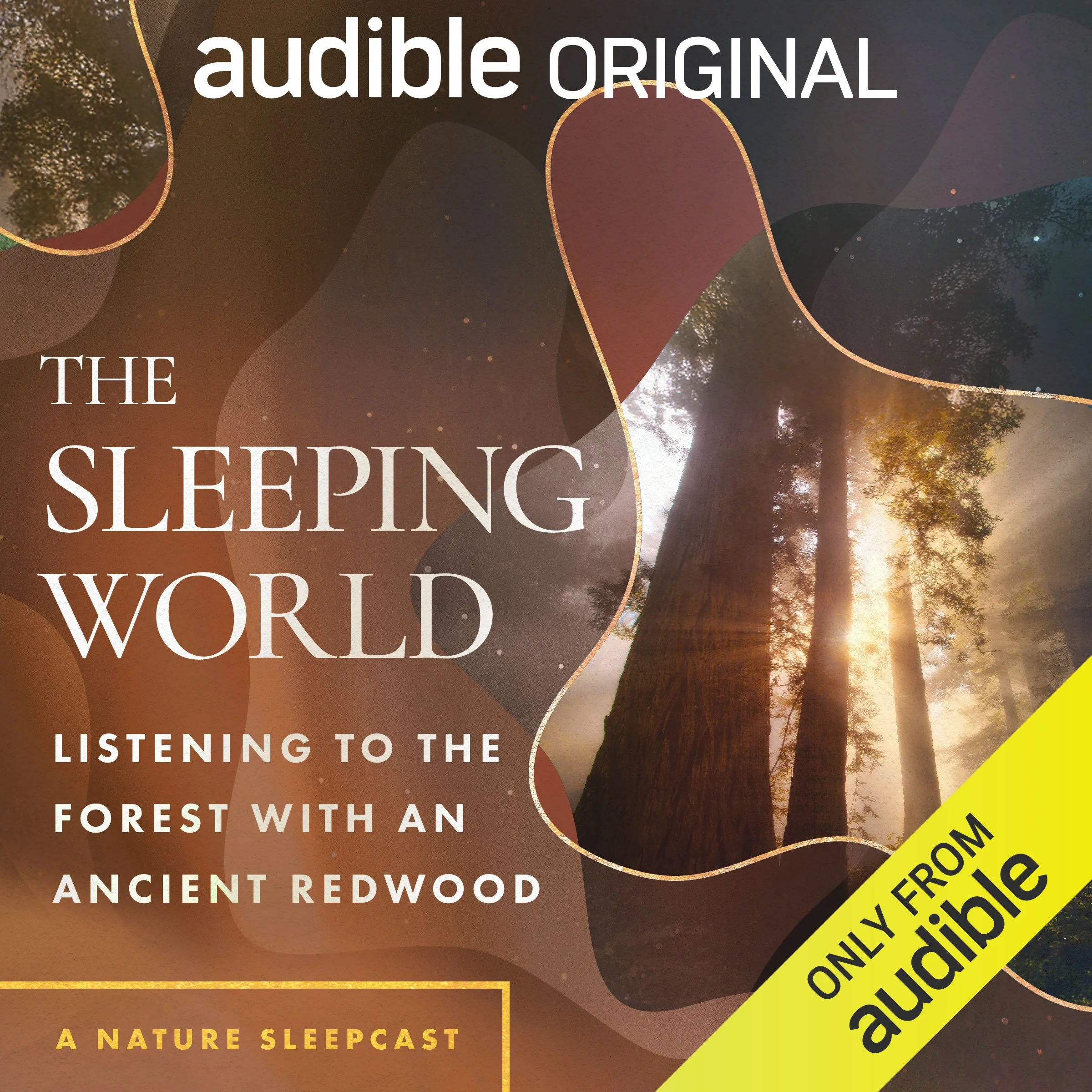 OR_ORIG_003473-AncientRedwoods-SleepingWorld.jpg