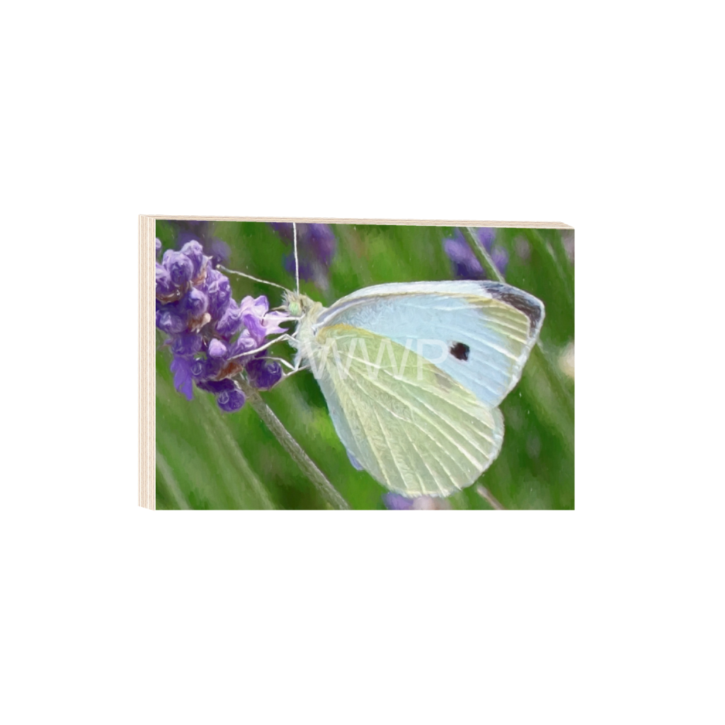ptq_29_3_0_1528_11000_7333_0_false_ffffff_0_0_f92e2f91933a2c0ff9024a8cb9b3c91e.png
