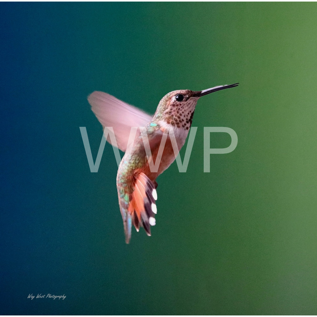 image_original_f92e2f91933a2c0ff9024a8cb9b3c91e.png