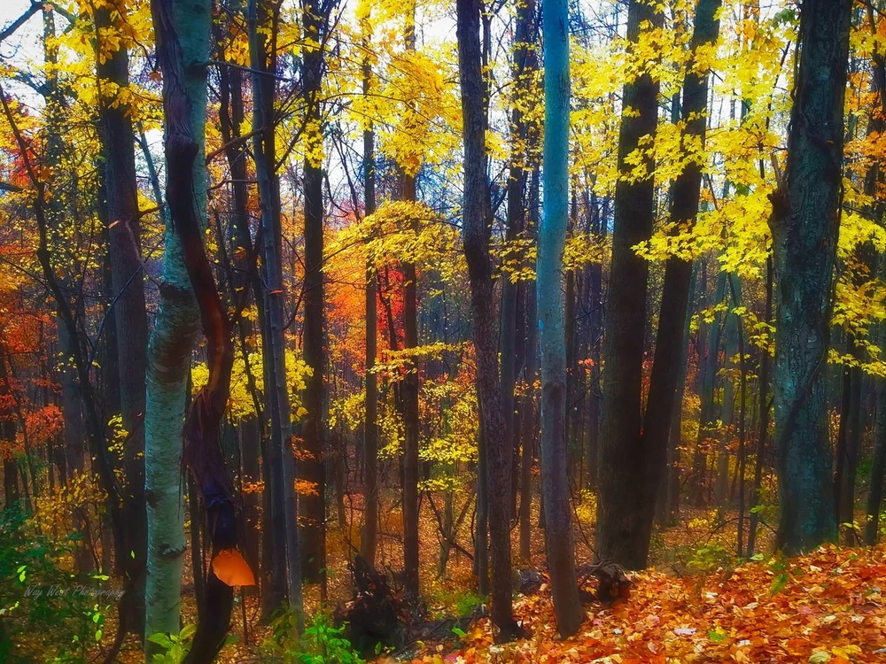 online-store-creative-fine-art-photography