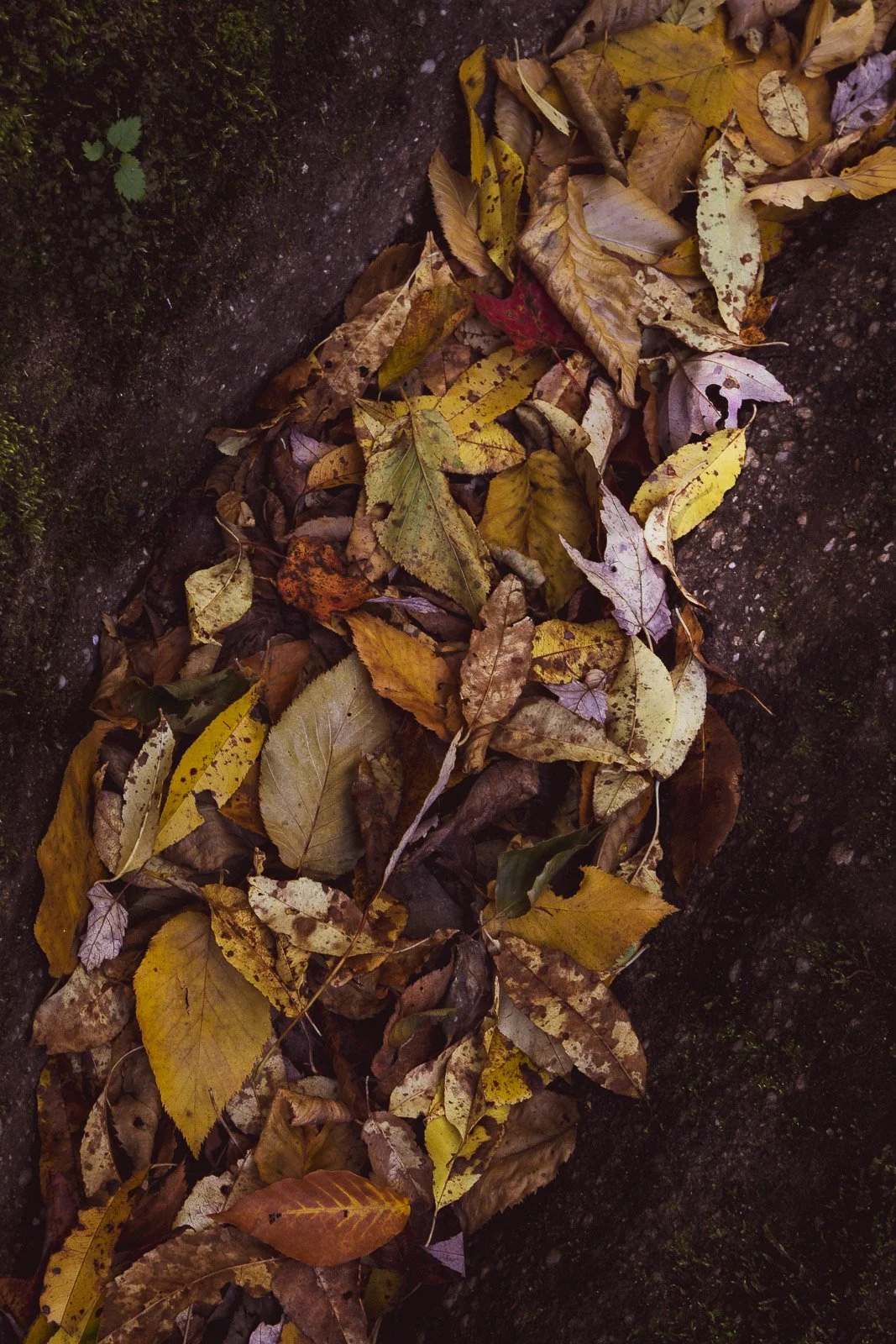 textures-of-the-forest.jpg