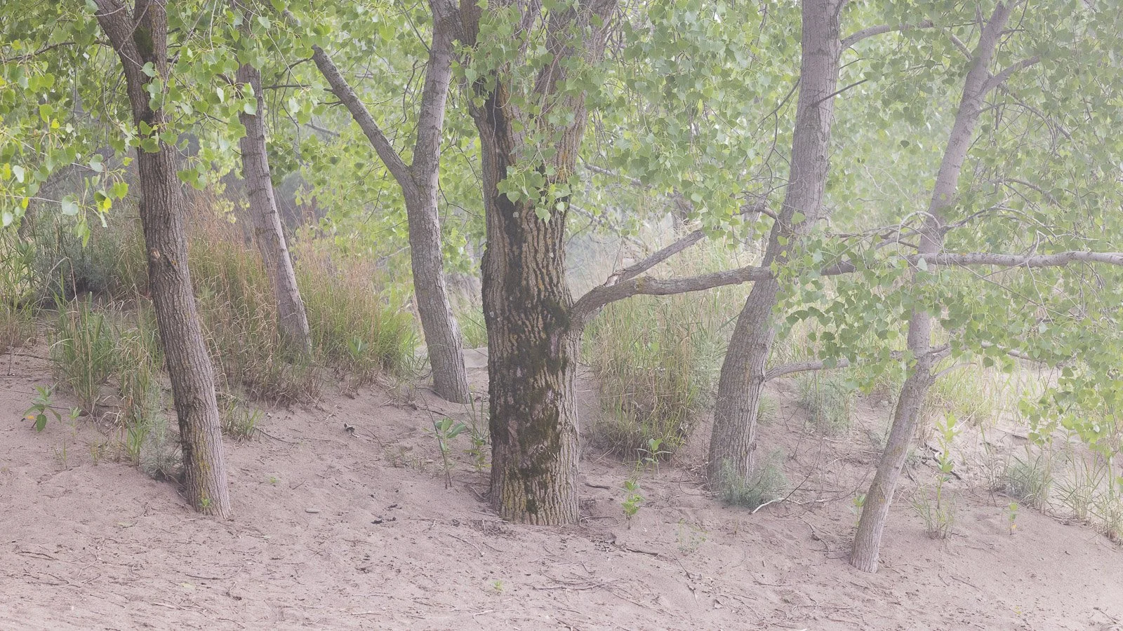 "Cottonwood Congregation"