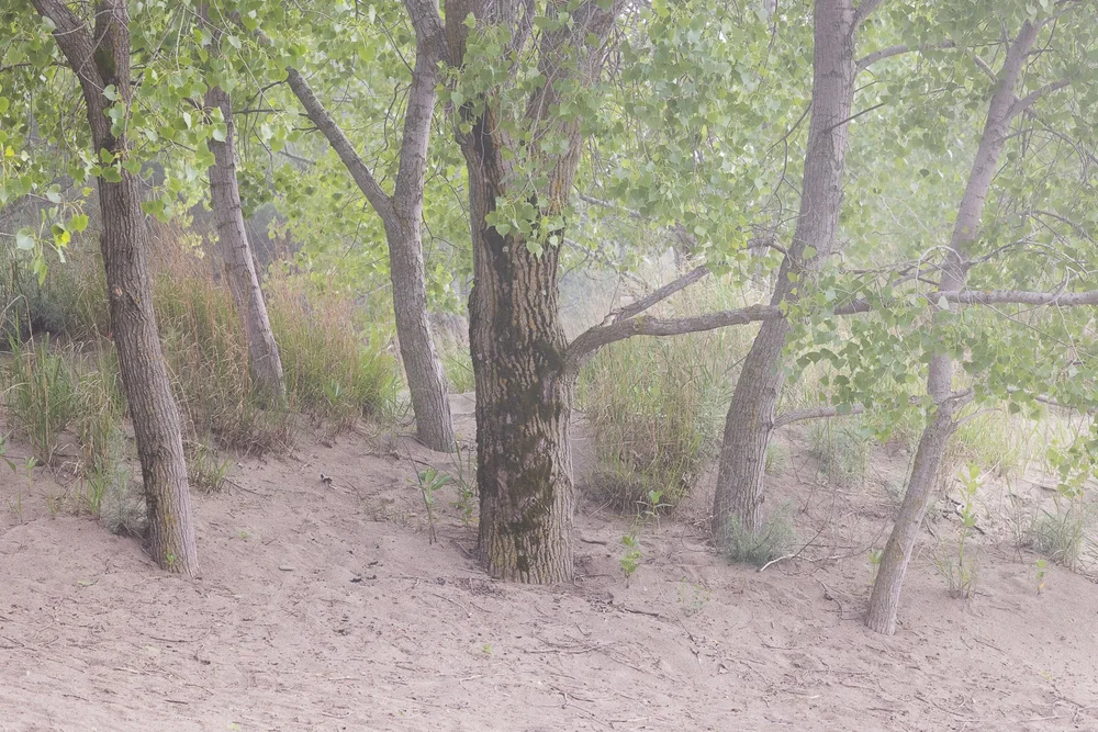   (Cottonwood Congregation)  