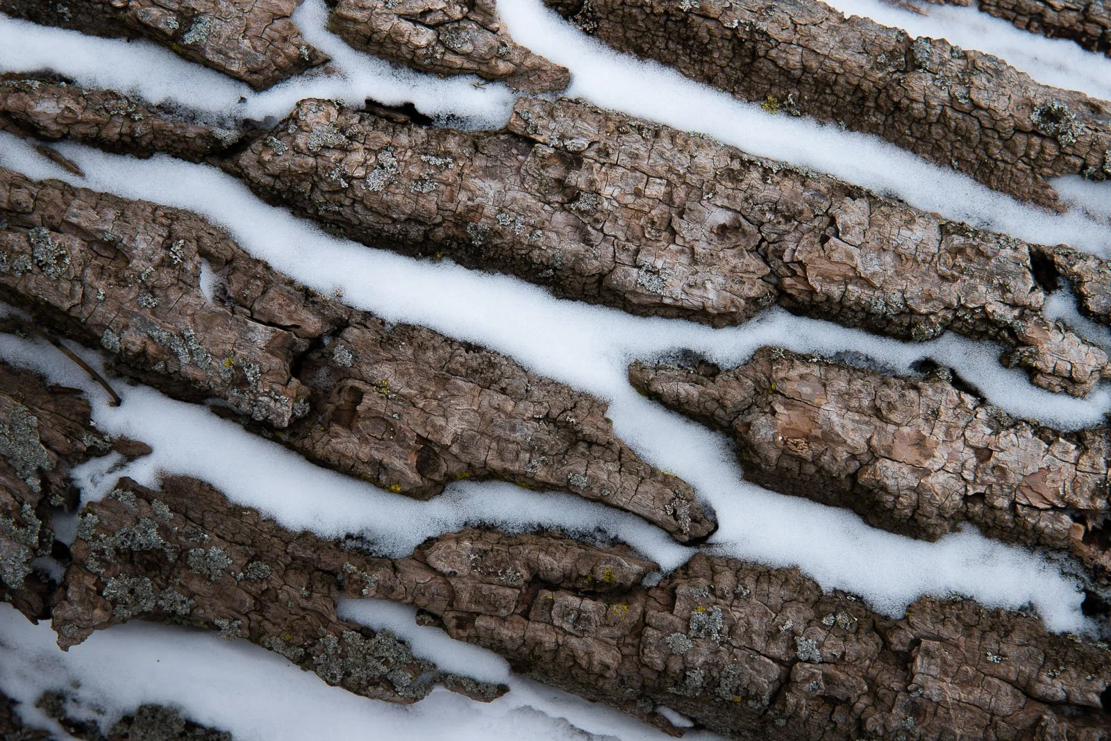 snow on log
