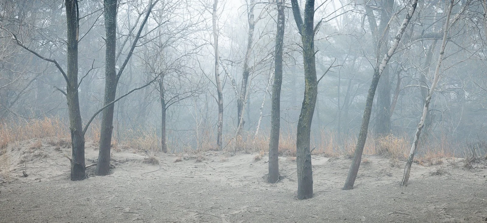 trees in fog presque isle state park
