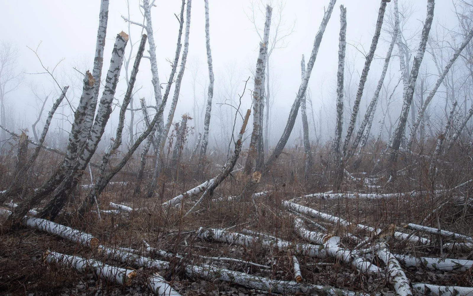 the-broken-birch-III.jpg