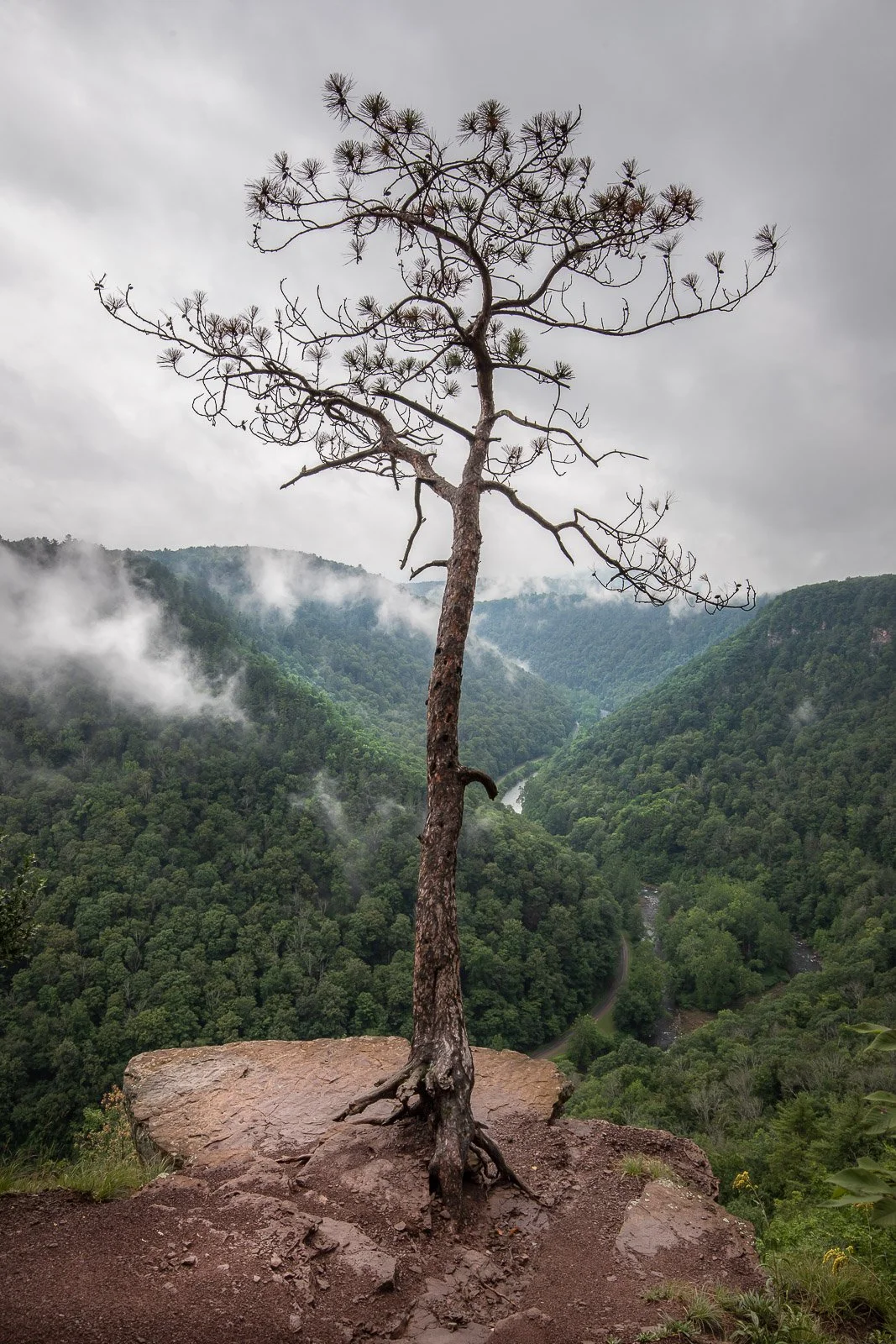 tree on cliff Pine Creek Gorge Pennsylvania