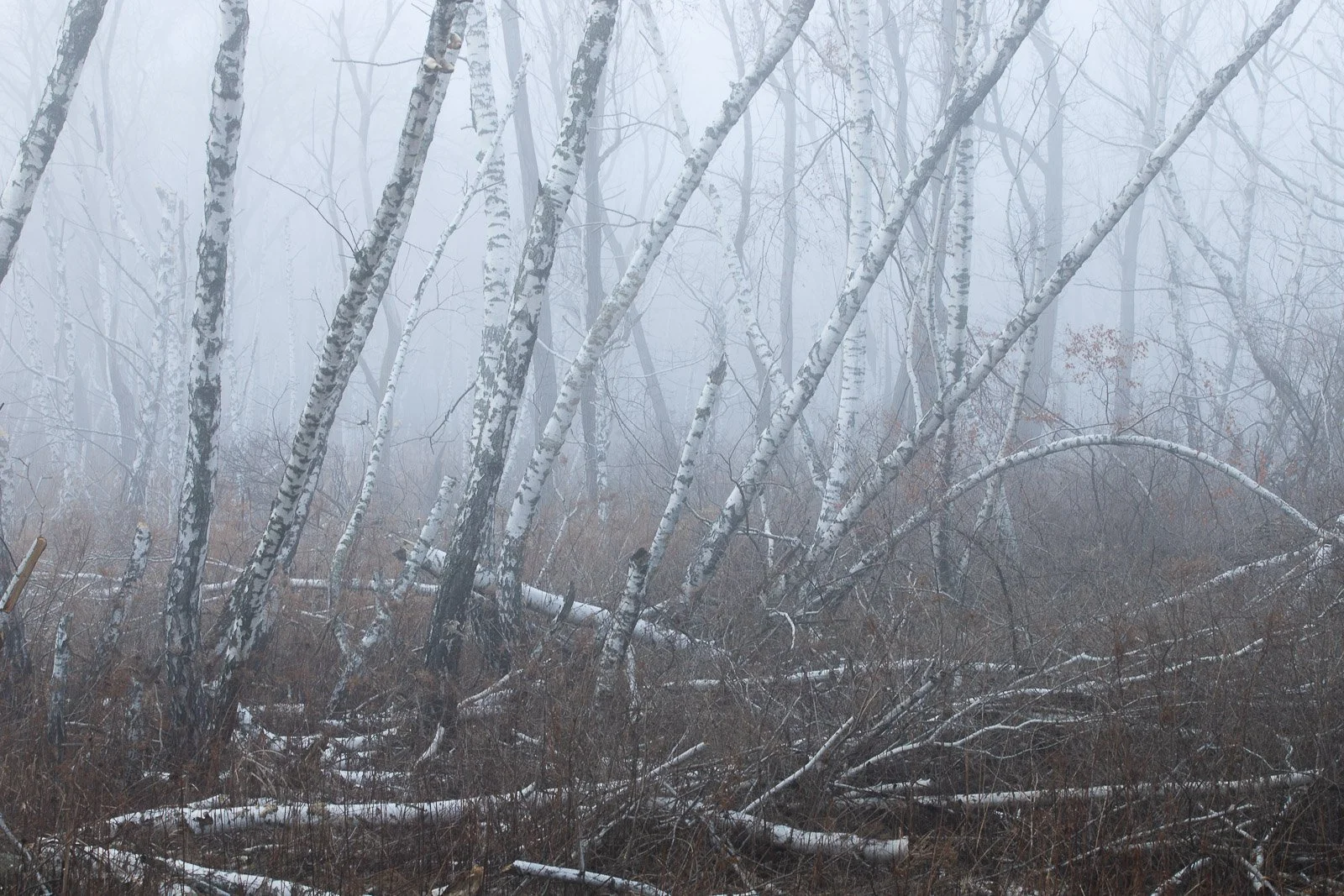 the-broken-birch.jpg