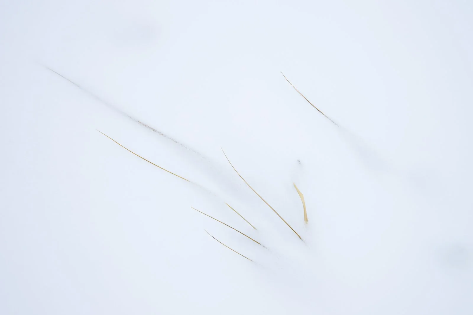 winter-VI.jpg