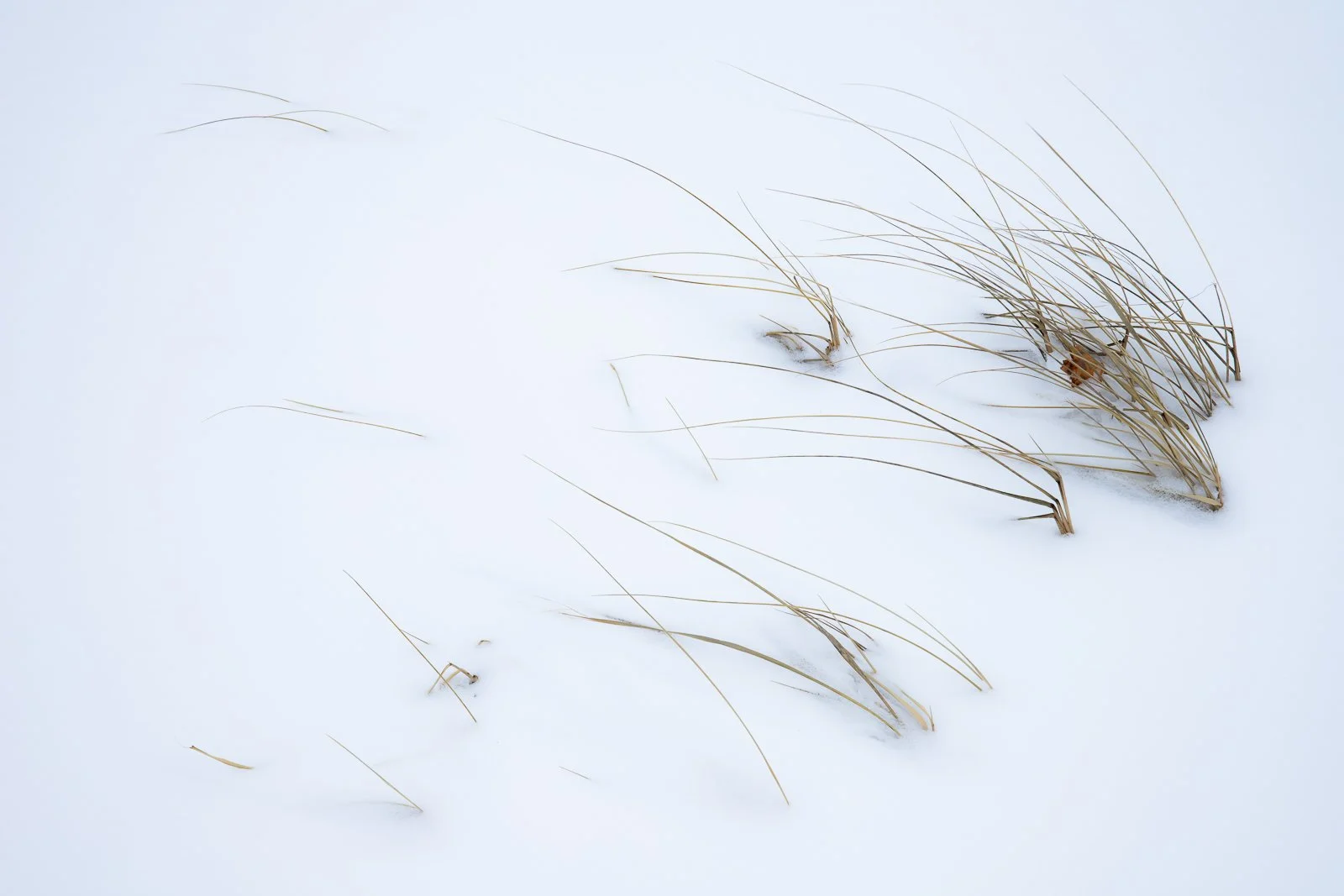 winter-V.jpg