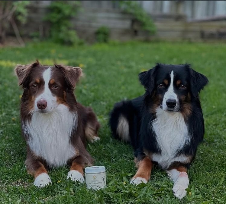 The summer is officially upon us so you know what that means&hellip; the PAAWWS are out 🐾🐾🐾
We would like to thank all of our wonderful puppy friends and parents who struck a pose with our COCO PAAWWS. Please continue to keep the photos coming so 