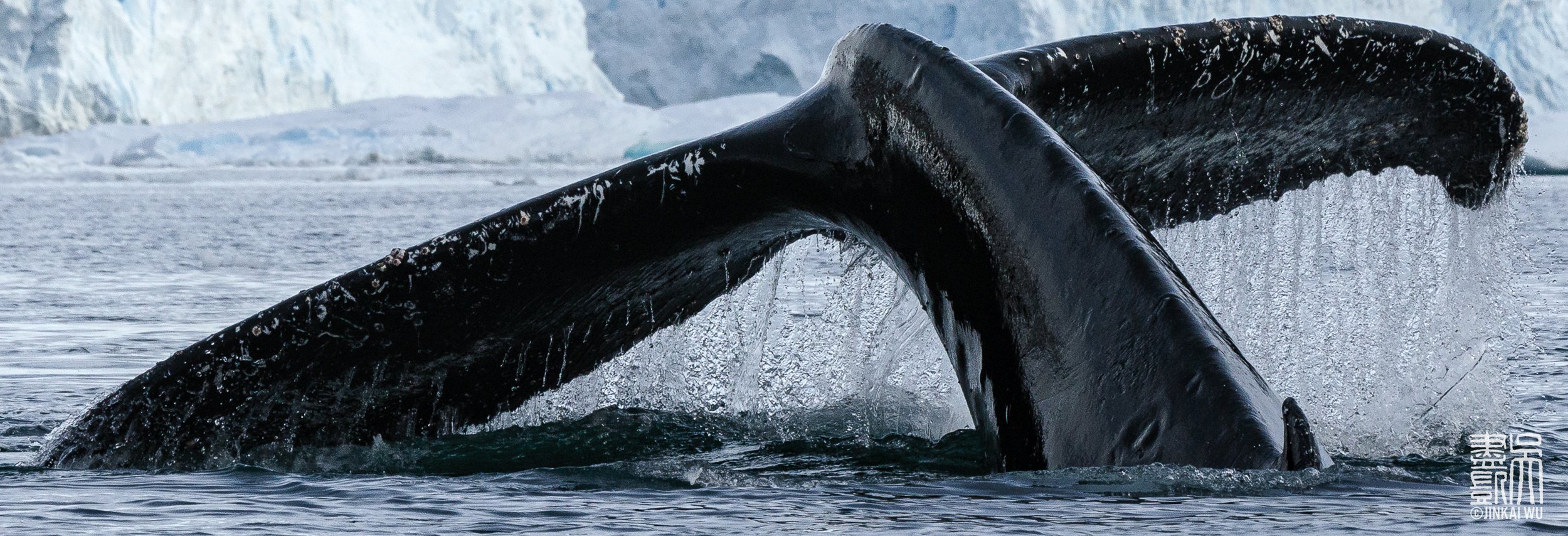 028_antarcticaHighlights__DS_6365.jpg