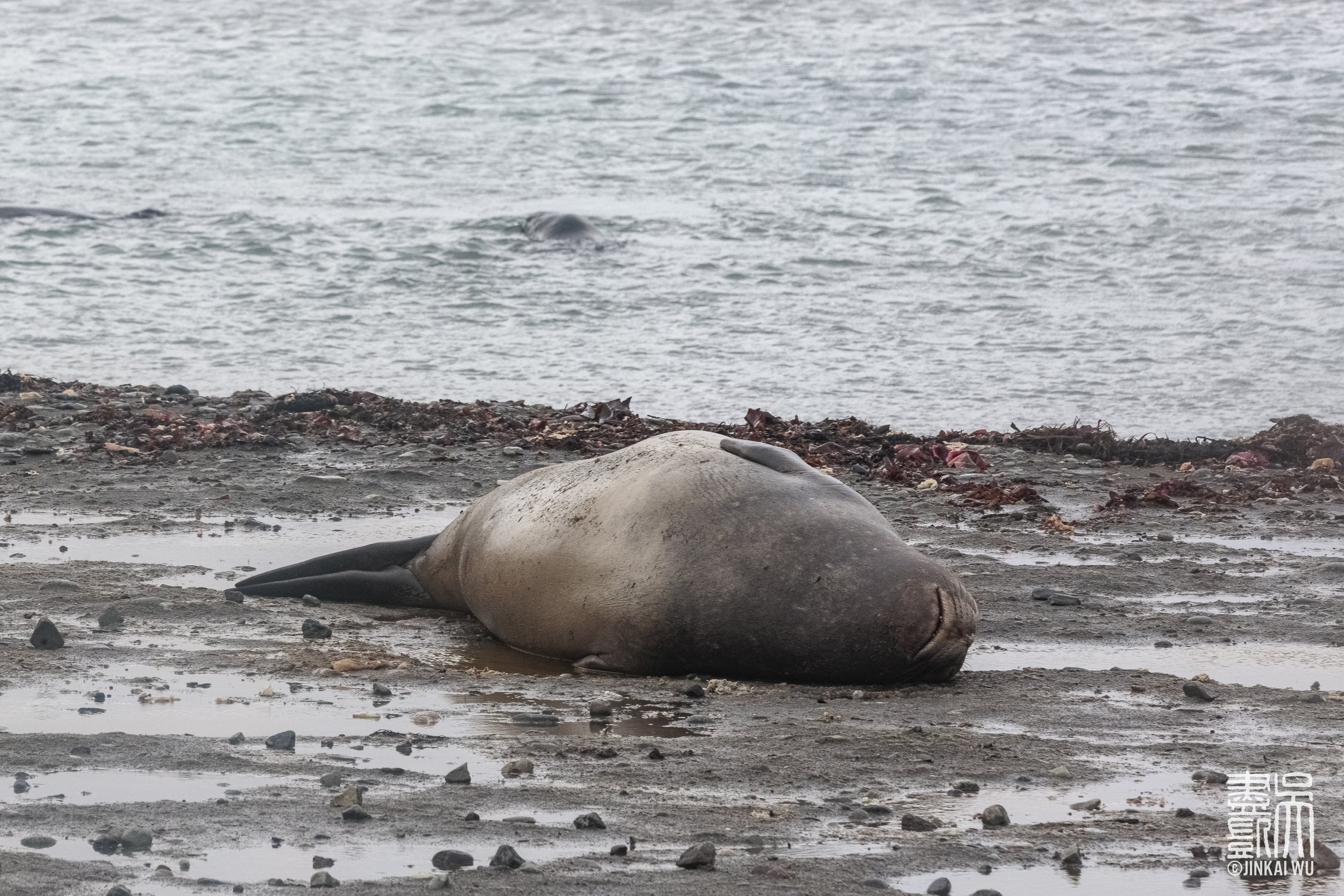 005_antarcticaHighlights__DS_5338.jpg