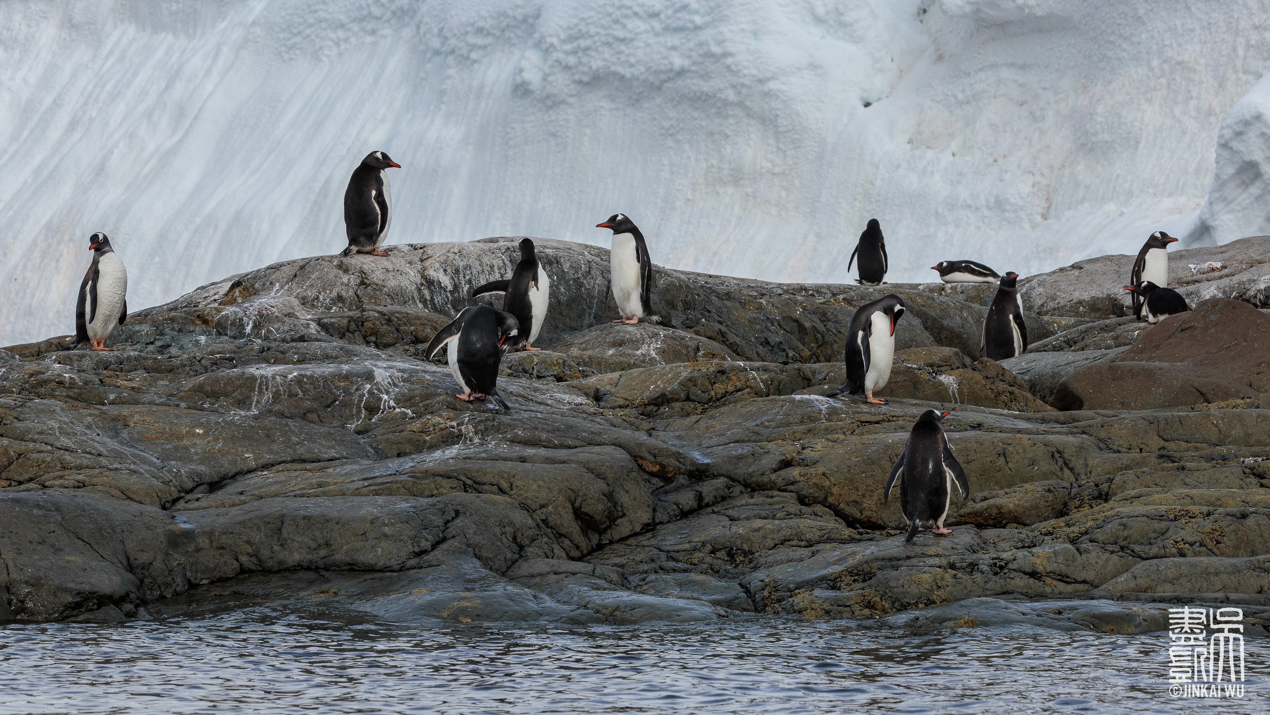 024_antarcticaHighlights__DS_6204.jpg