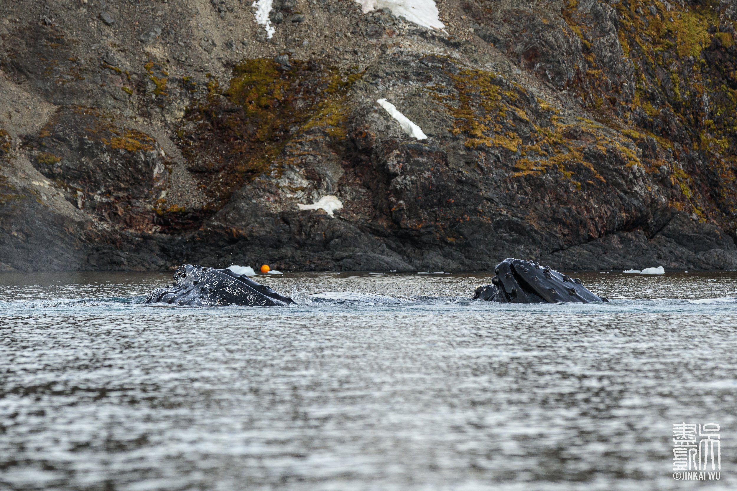 032_antarcticaHighlights__DS_6419.jpg
