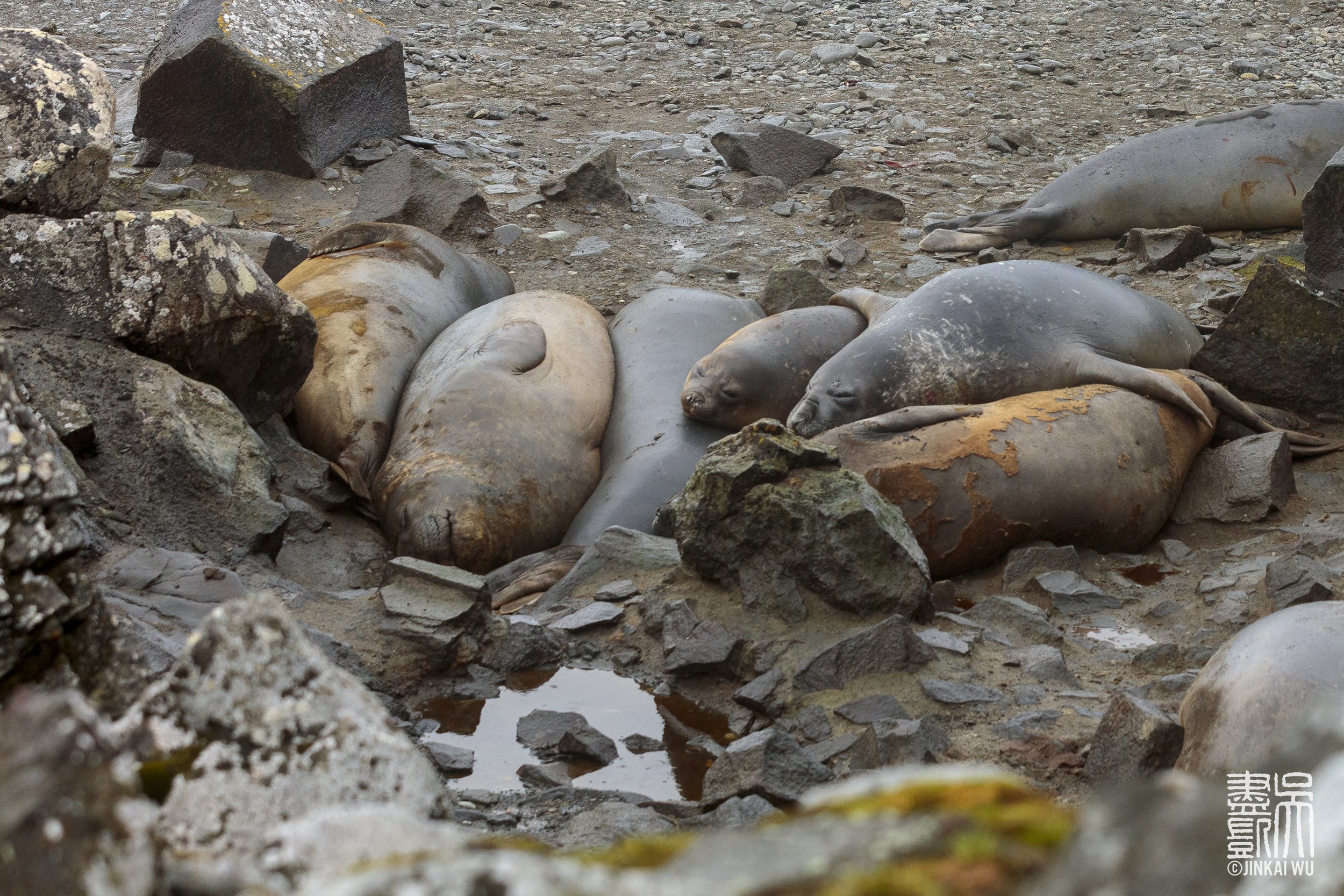 008_antarcticaHighlights__DS_5464.jpg