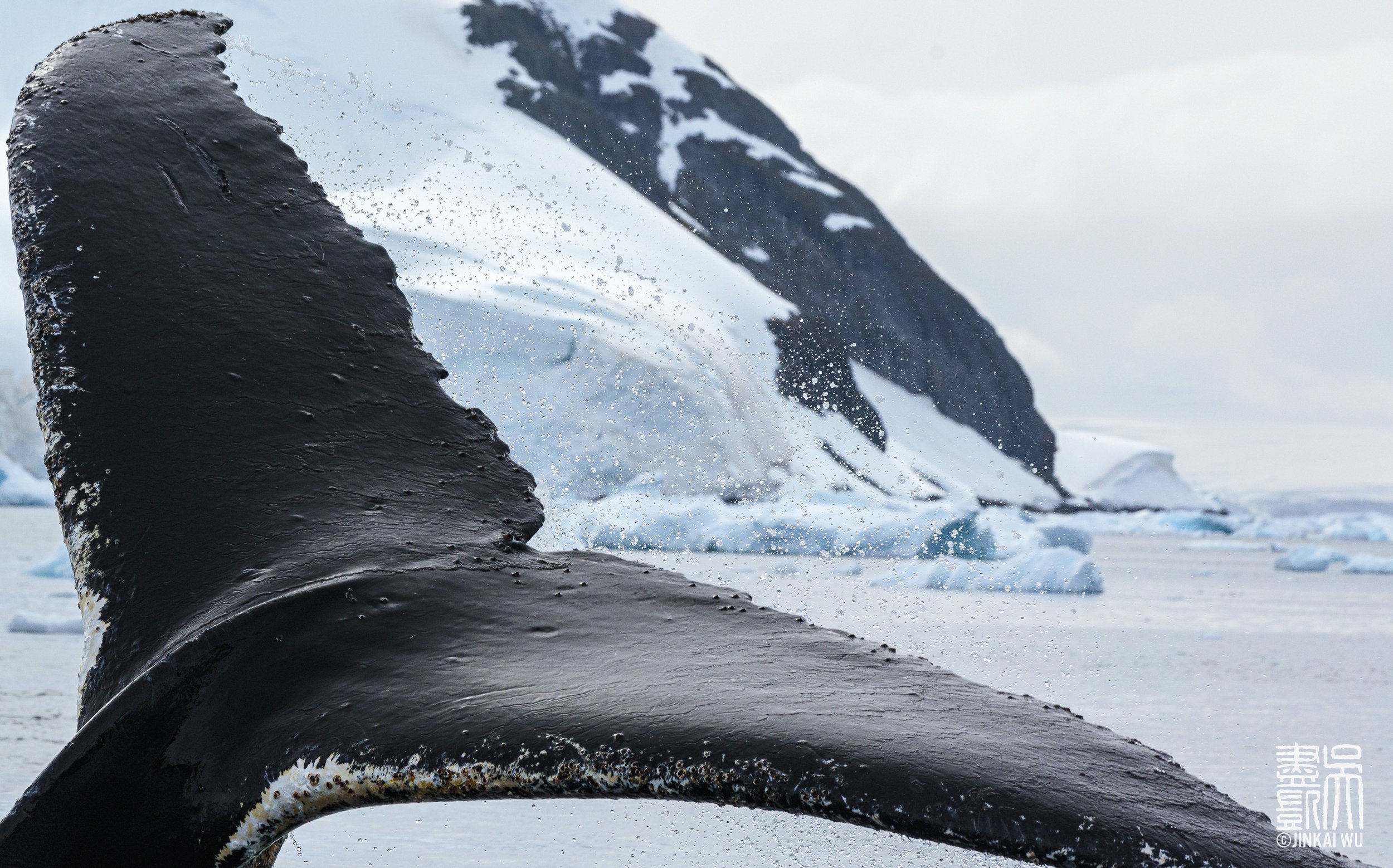 026_antarcticaHighlights__DS_6321.jpg