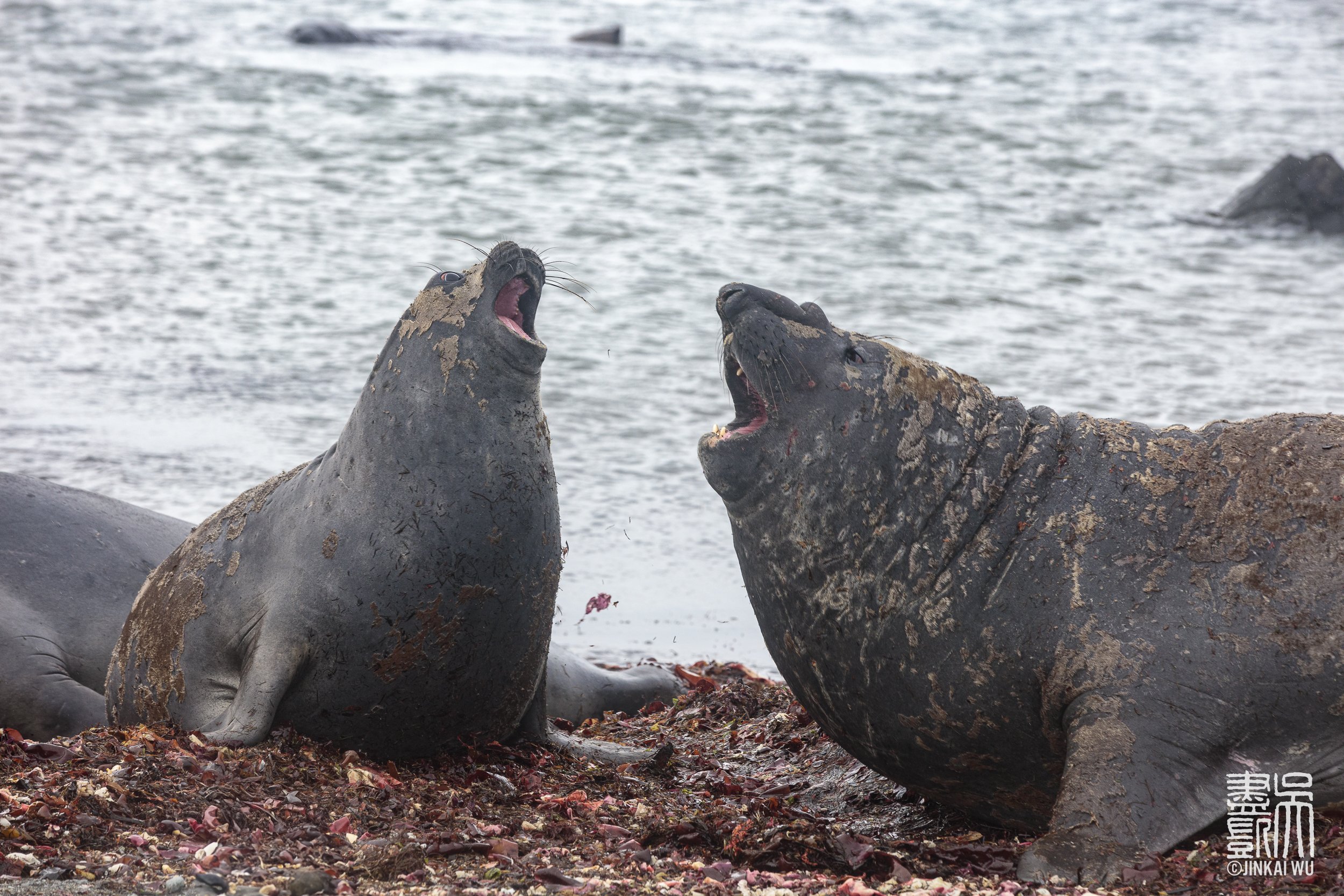 036_antarctica__DS_5394.jpg