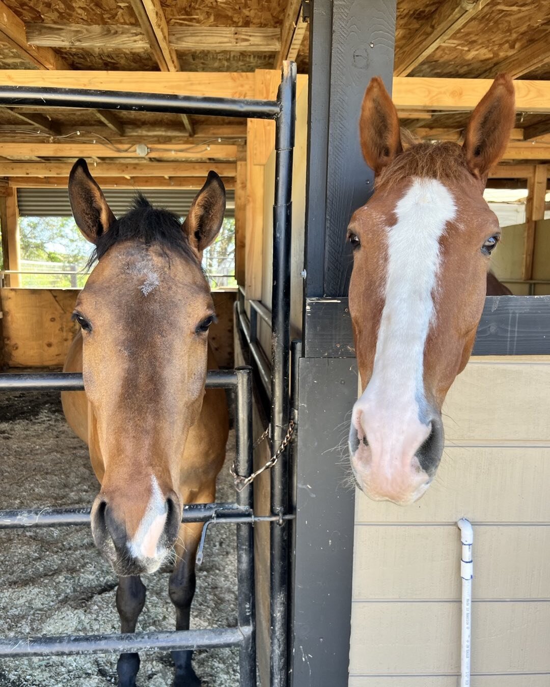 &ldquo;We are really cute and we love our new home .&rdquo;
Love Song and Origi ❤️#silverlinings#happyhorses