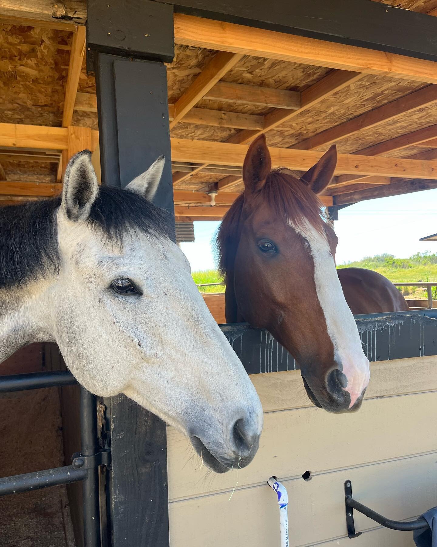 I&rsquo;m Jett and my partner in crime is Whiskey.😎 #happyhorse #thoroughbreds #tranquility #goodvibes #harmony