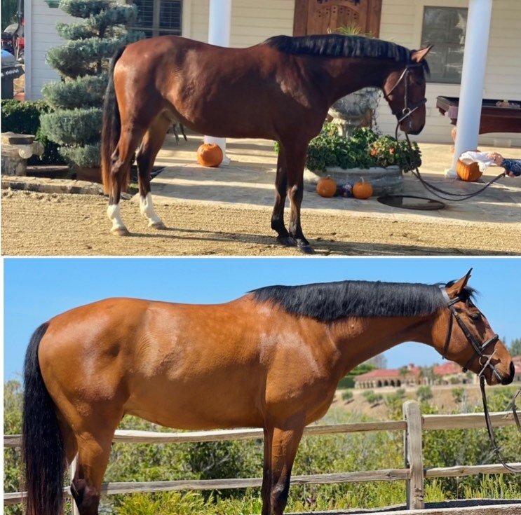 Transformation Thursday- What a difference 3 months can make .
&ldquo;Love Song &ldquo; is a diamond in the rough. He is the grandson of the Grand Prix winner &ldquo;Lourdanis&rdquo;.
He&rsquo;s 5 years old measures a small junior moves and jumps bea