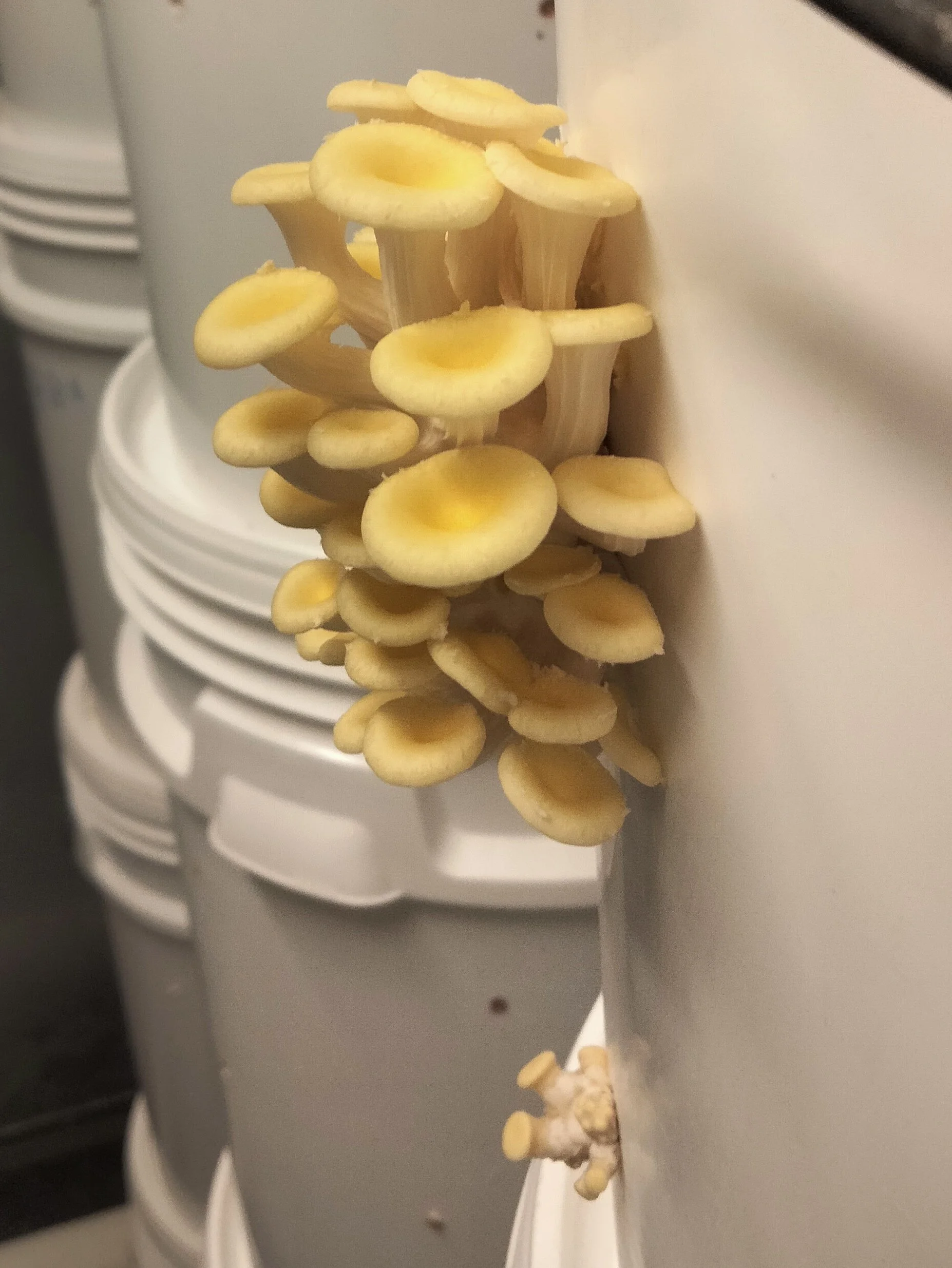 Words from…Tom from Bellarine Fungi 