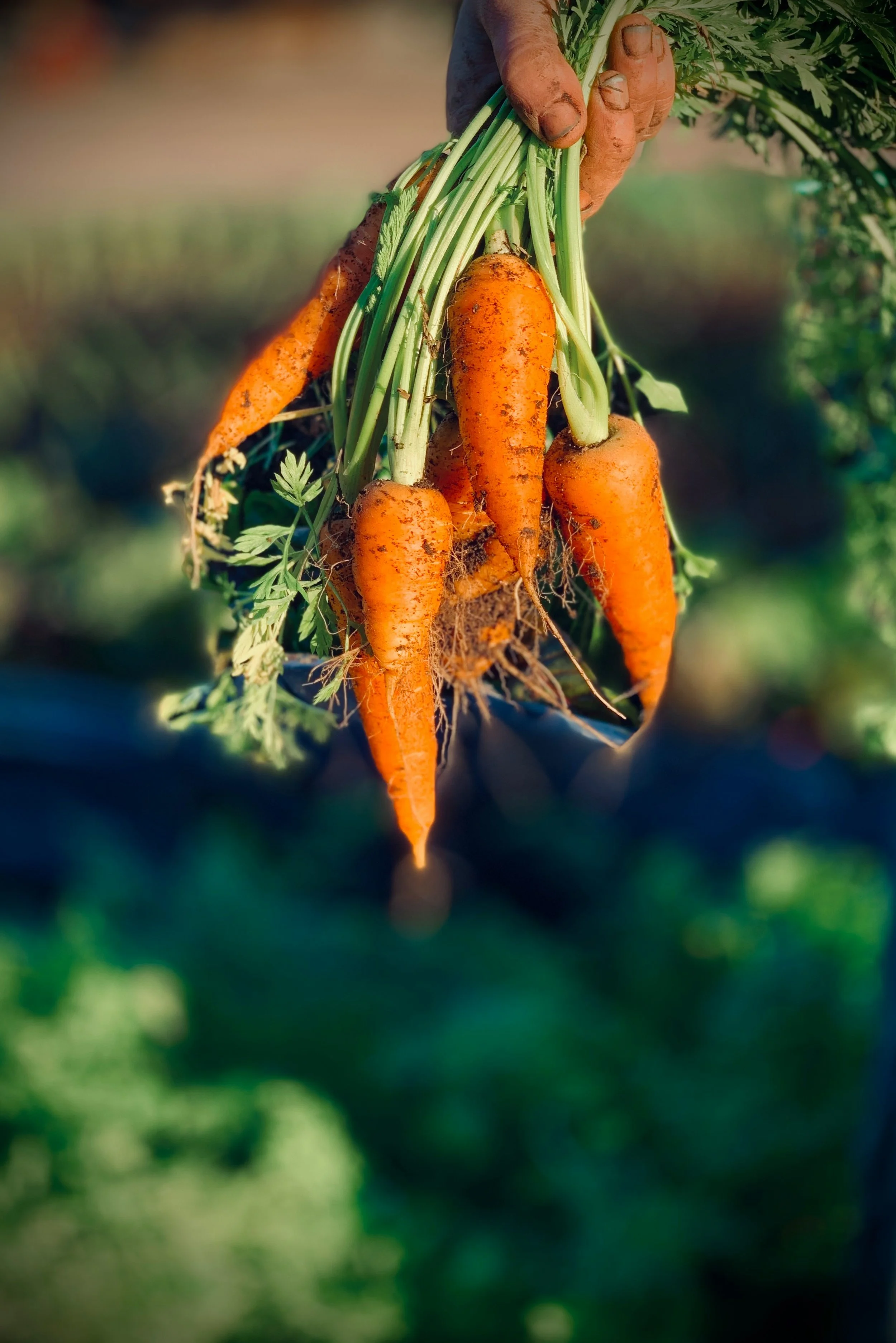 Trav’s Spiced Carrot Soup