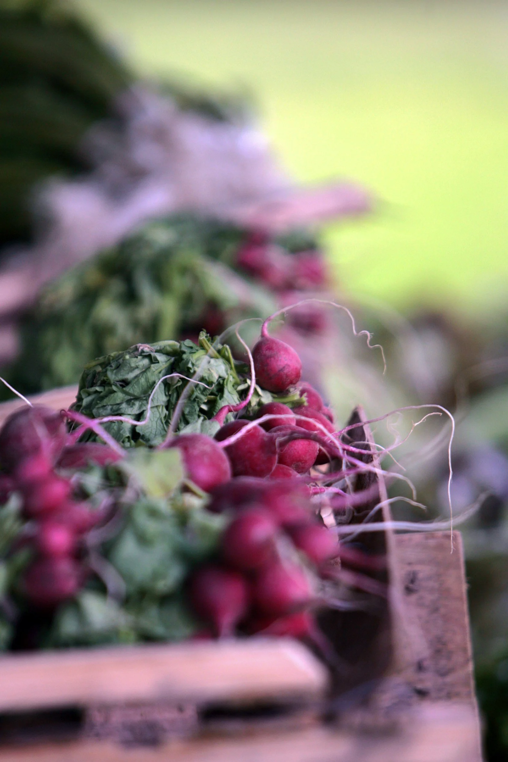 Roasted Cherry Belle Radishes with Garlic & Thyme