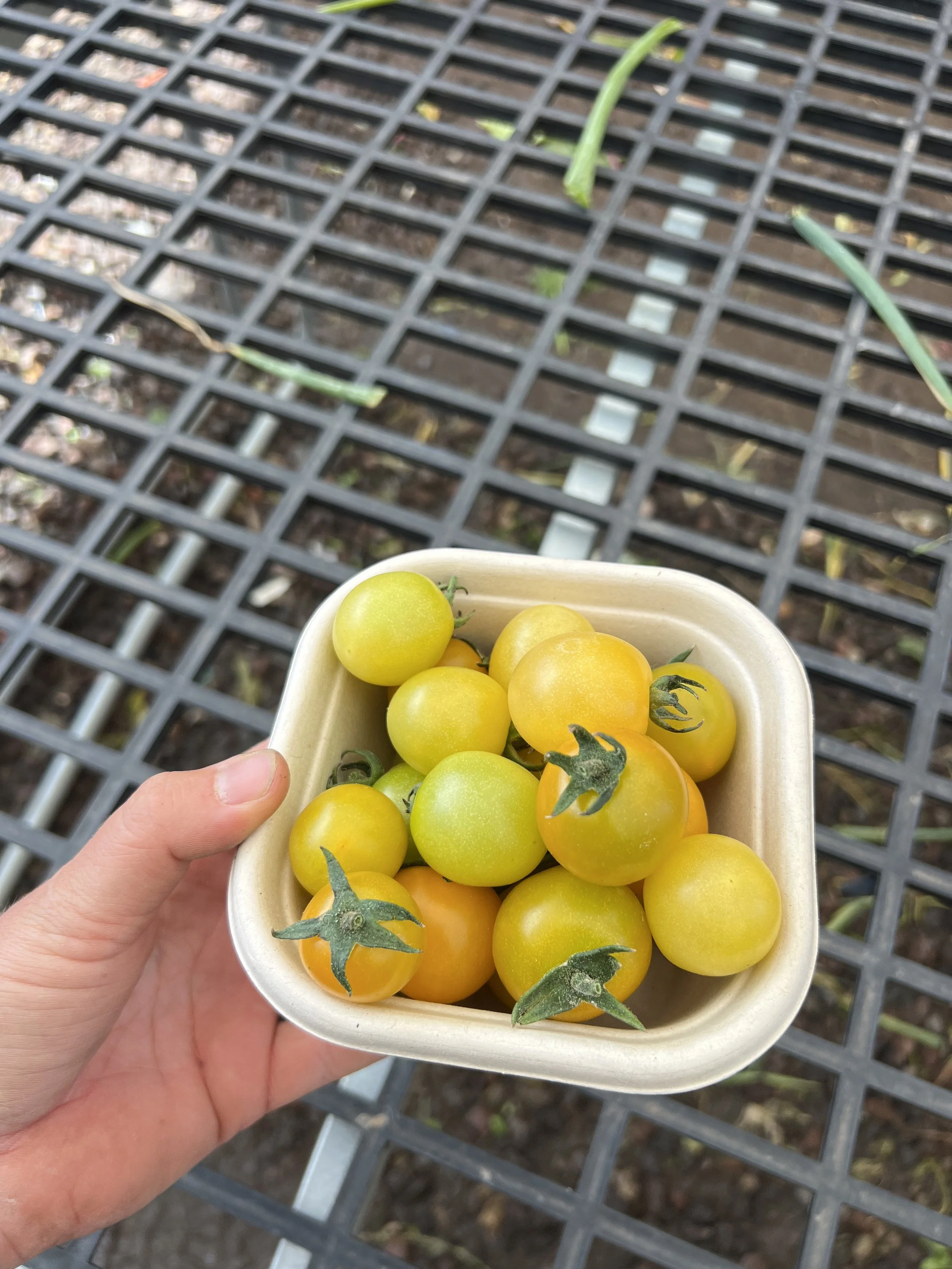 cherry tomato punnet.jpeg