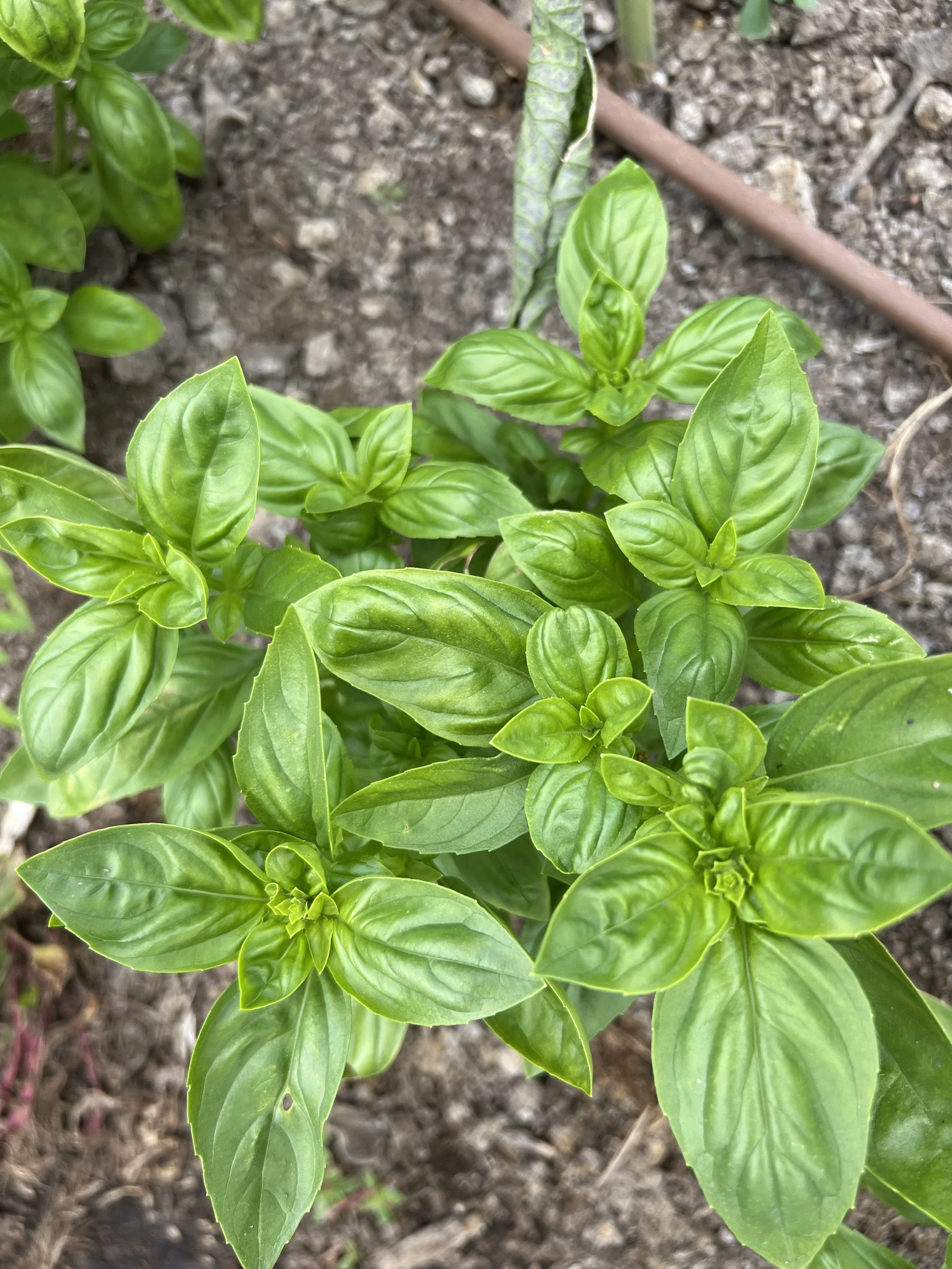 basil plant.jpeg
