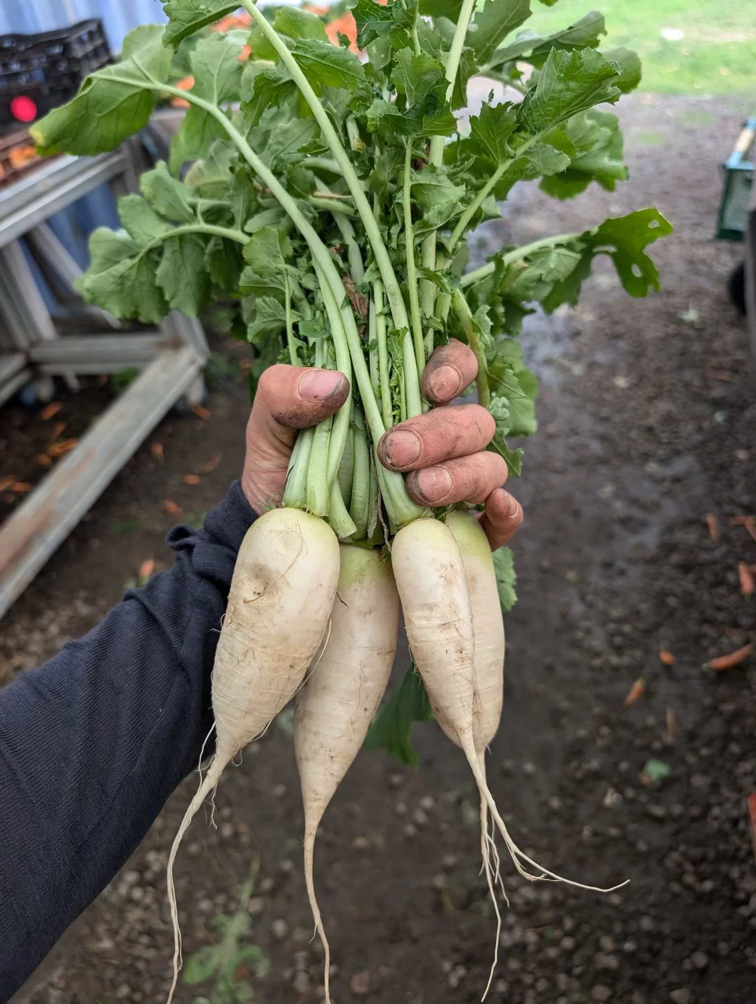 Winter Pickles: Daikon Radish (Common Ground Project x Square 1)