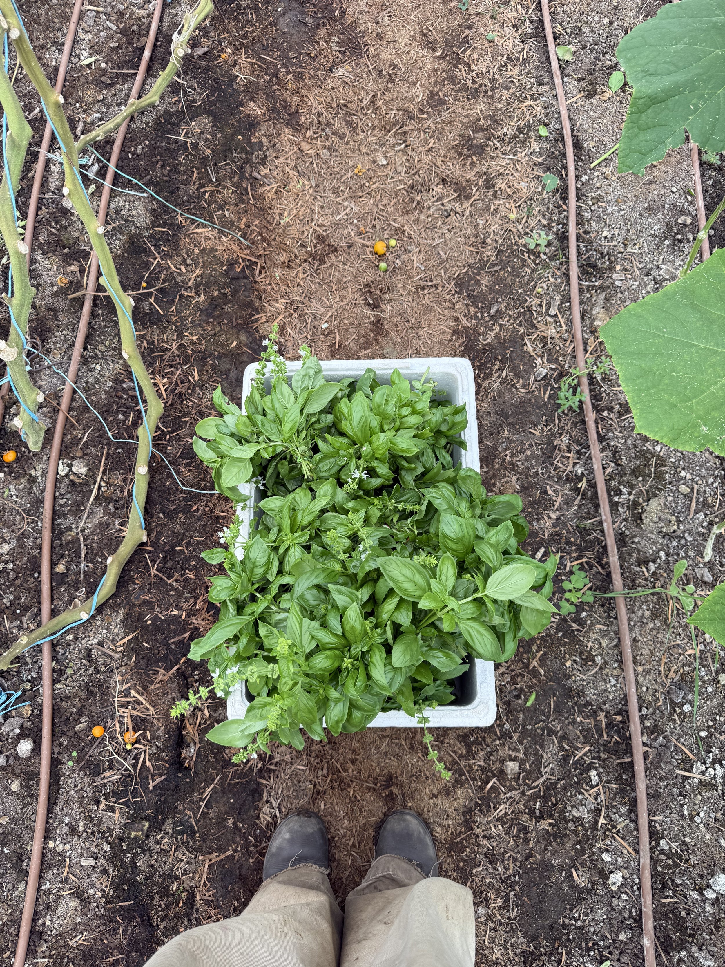 basil_harvest_greenhouse_summer_2026.jpeg