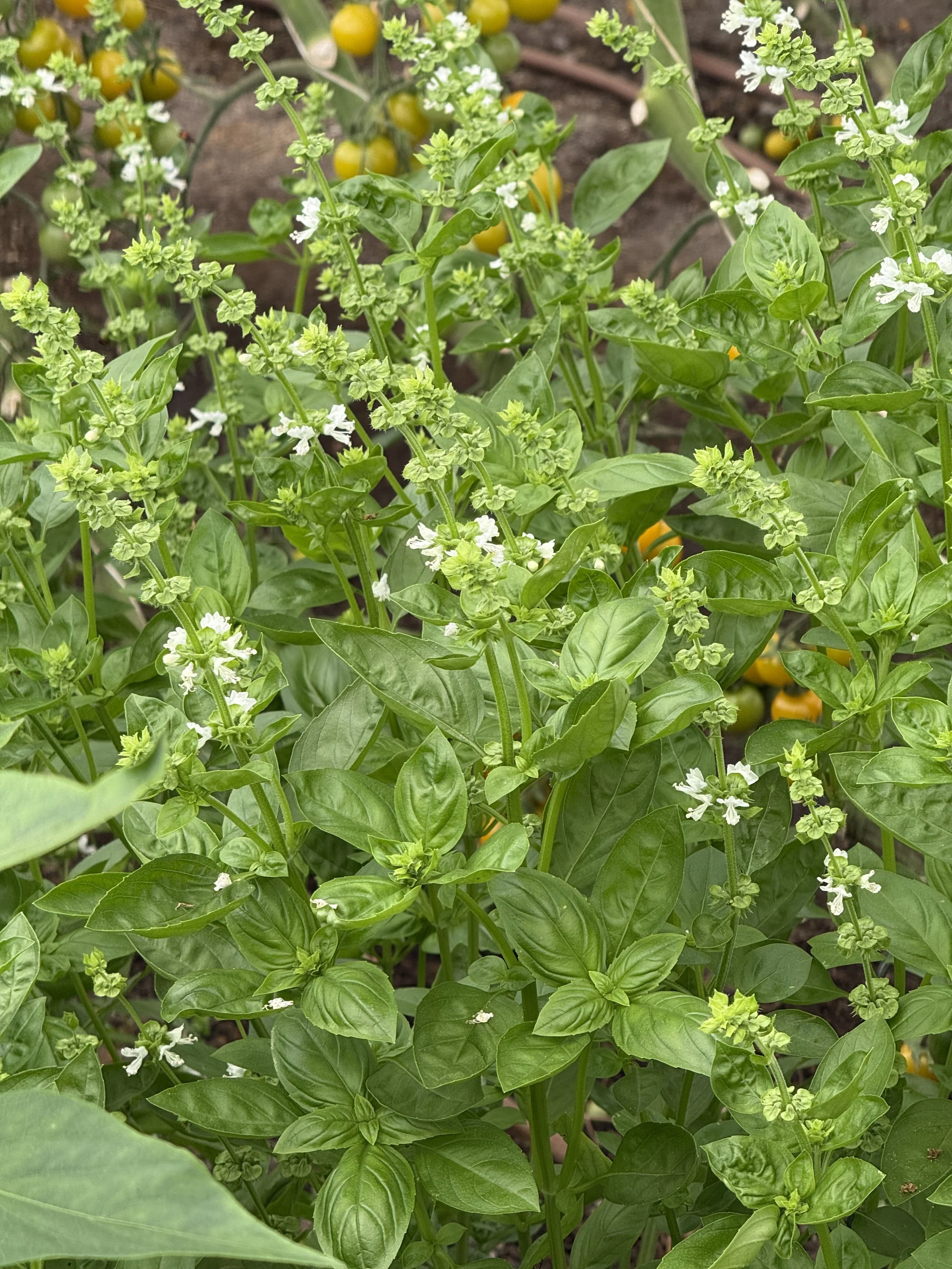 basil flowers_greenhouse.jpeg
