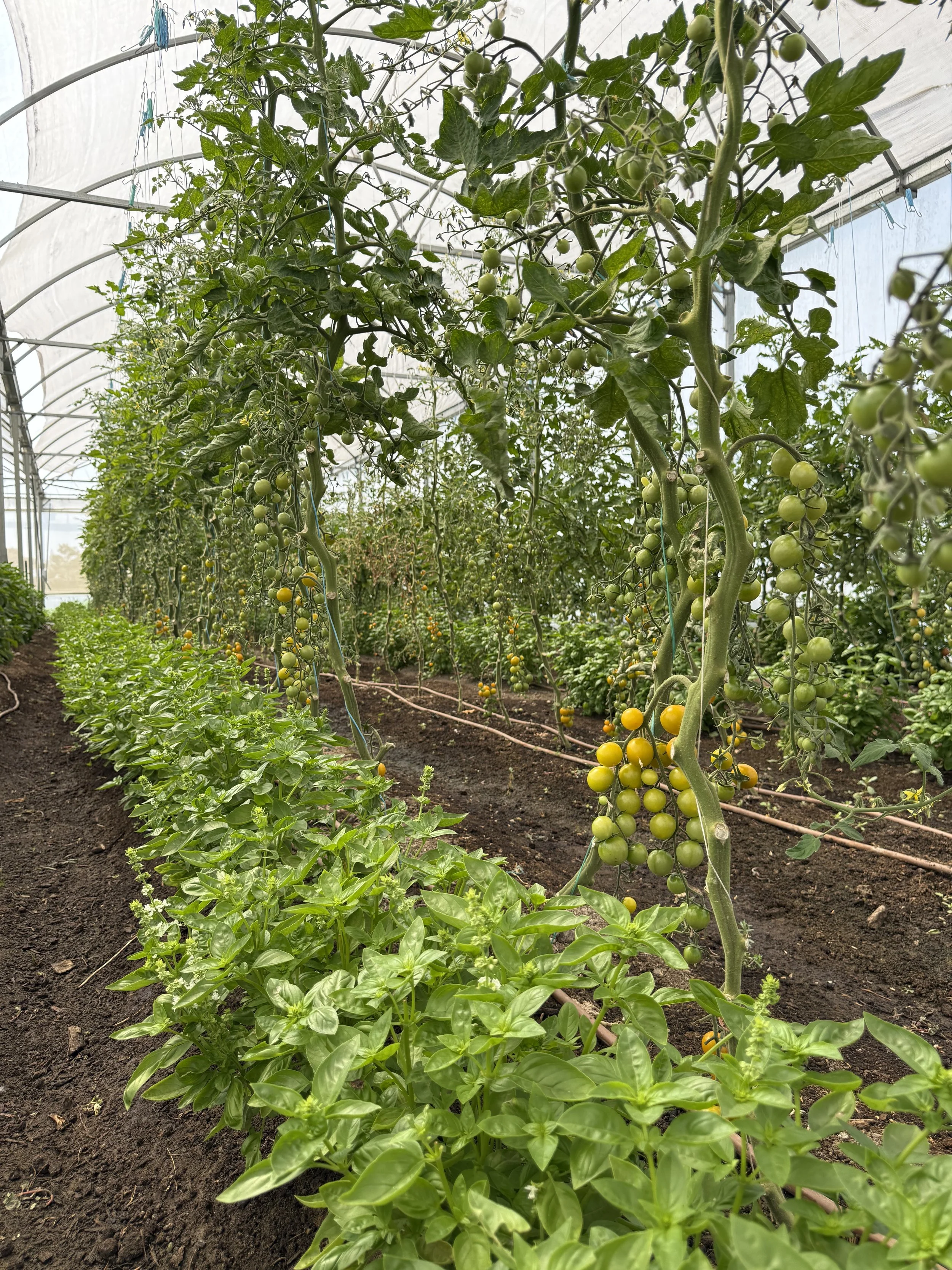 cgp cherry tomatoes_basil_greenhouse.jpeg