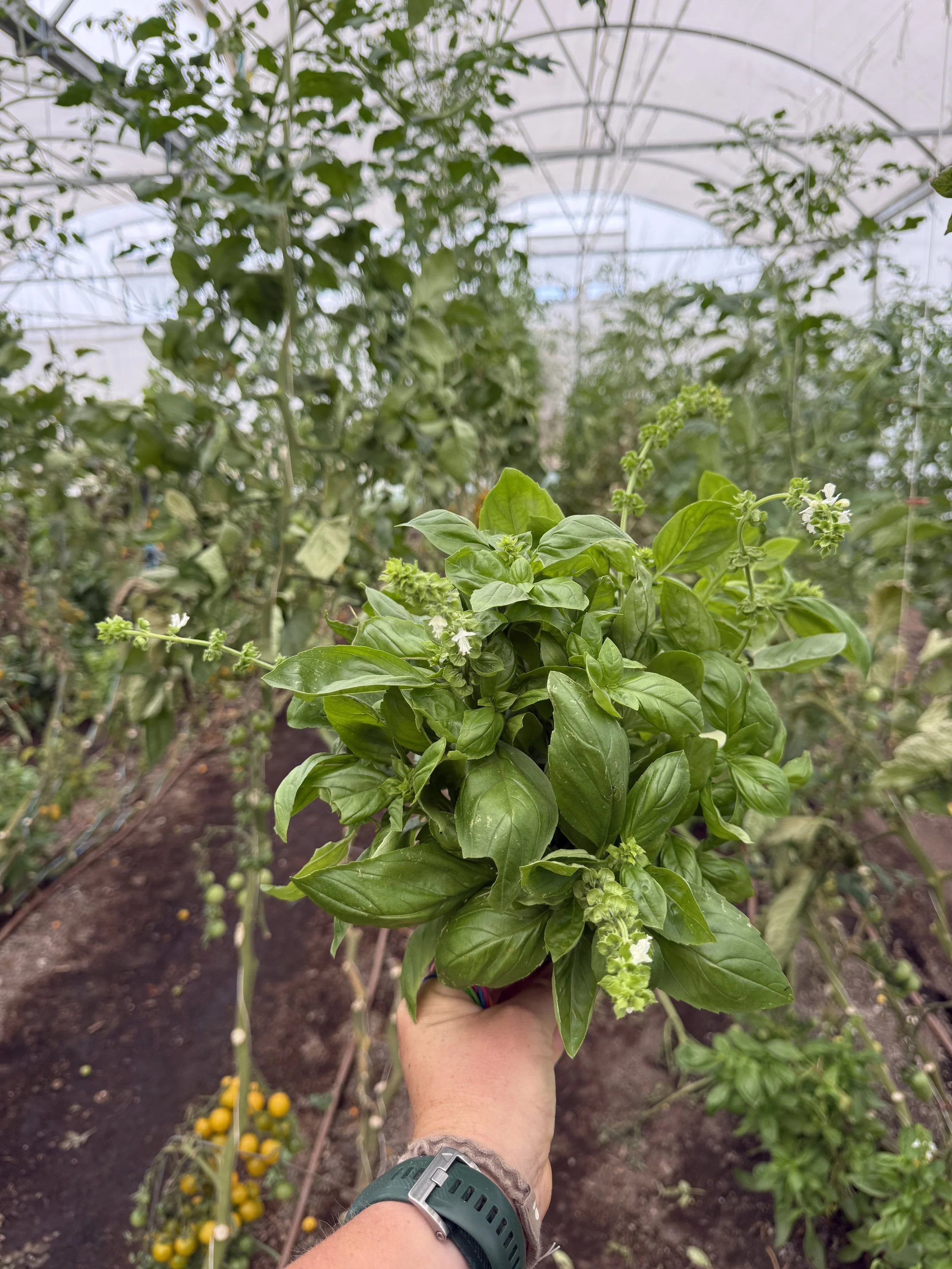 basil_bunch_summer_2026.jpeg