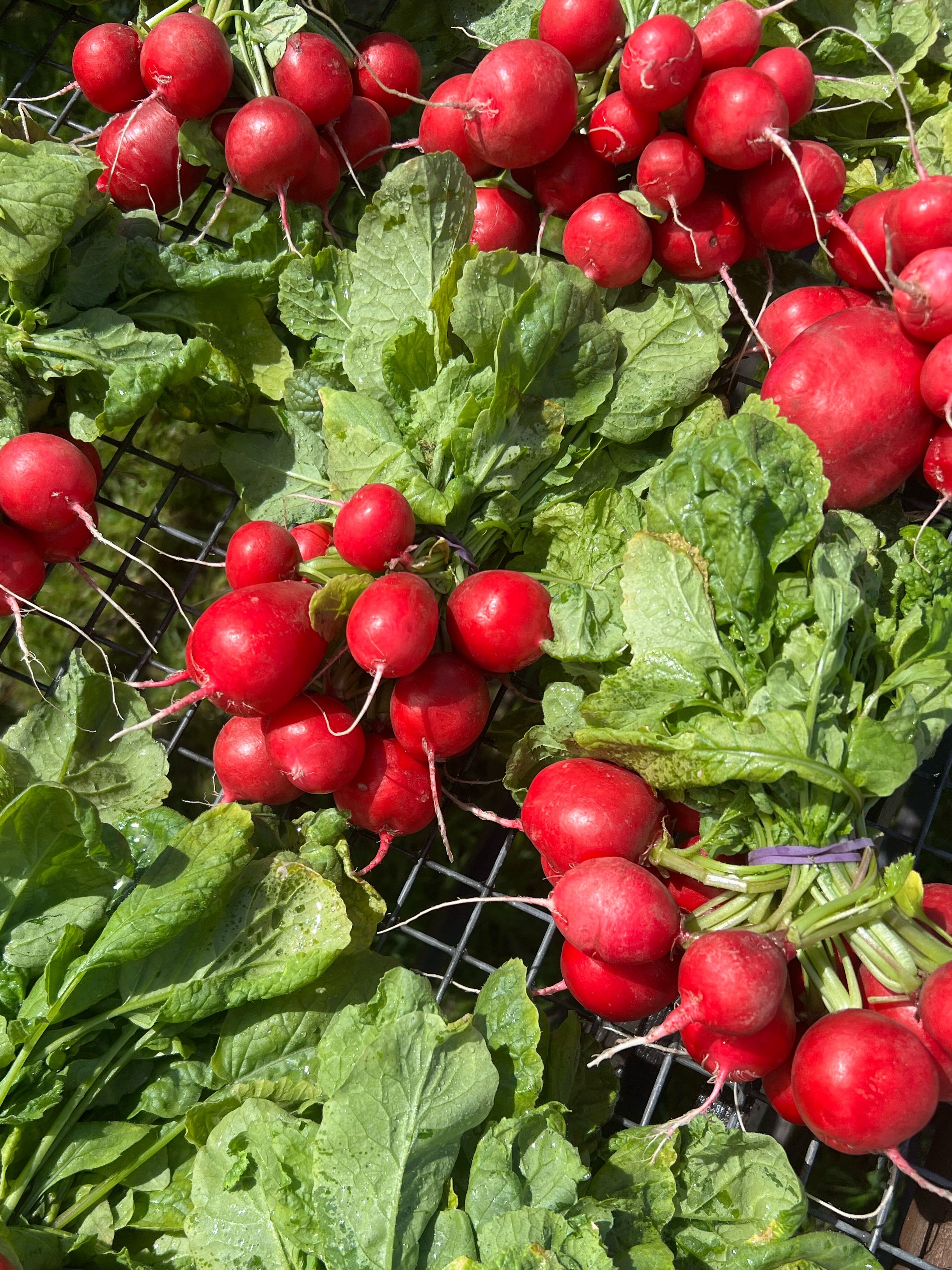 radish_close up_washed.jpg