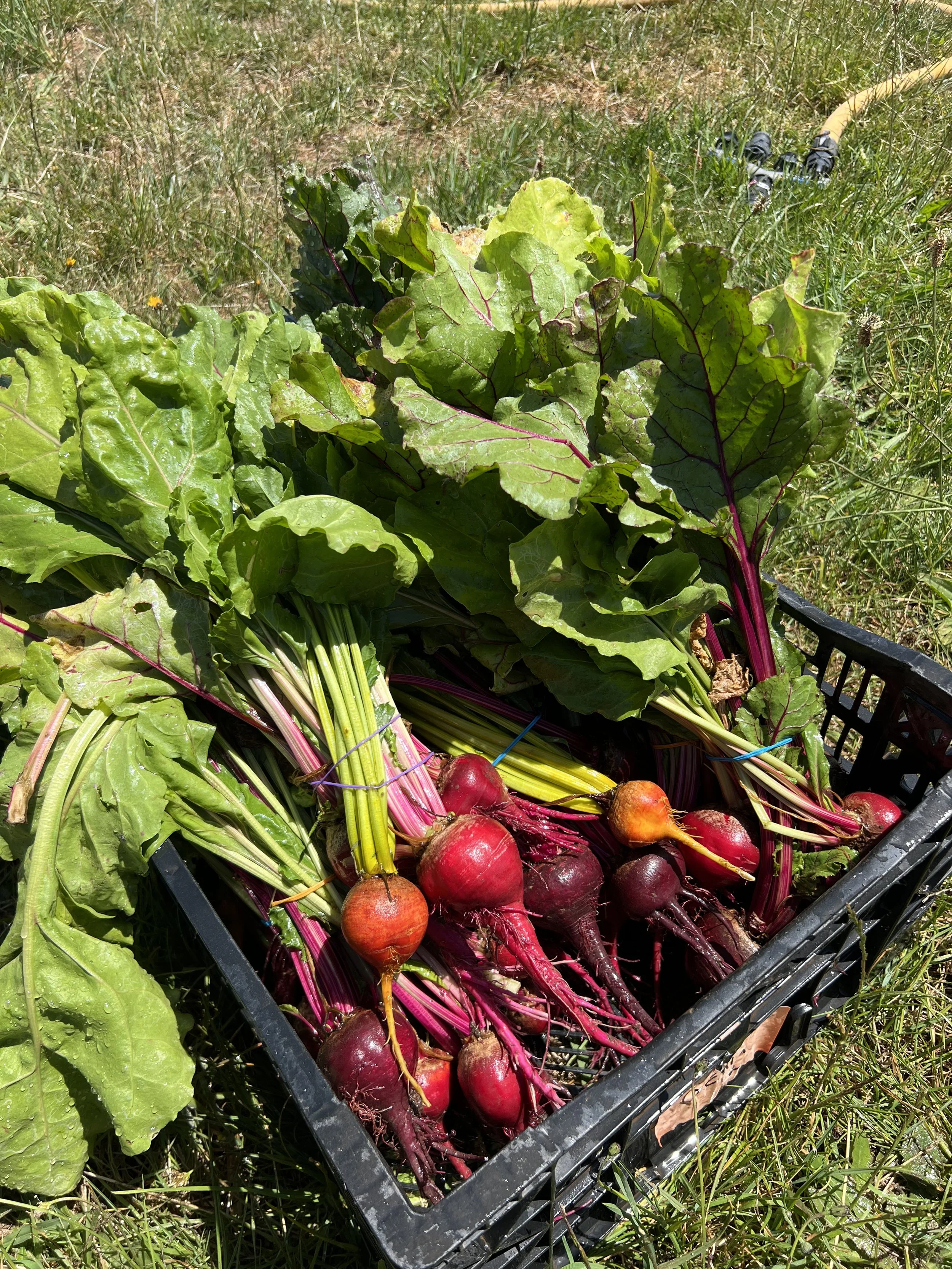 rainbow beetroots.jpeg