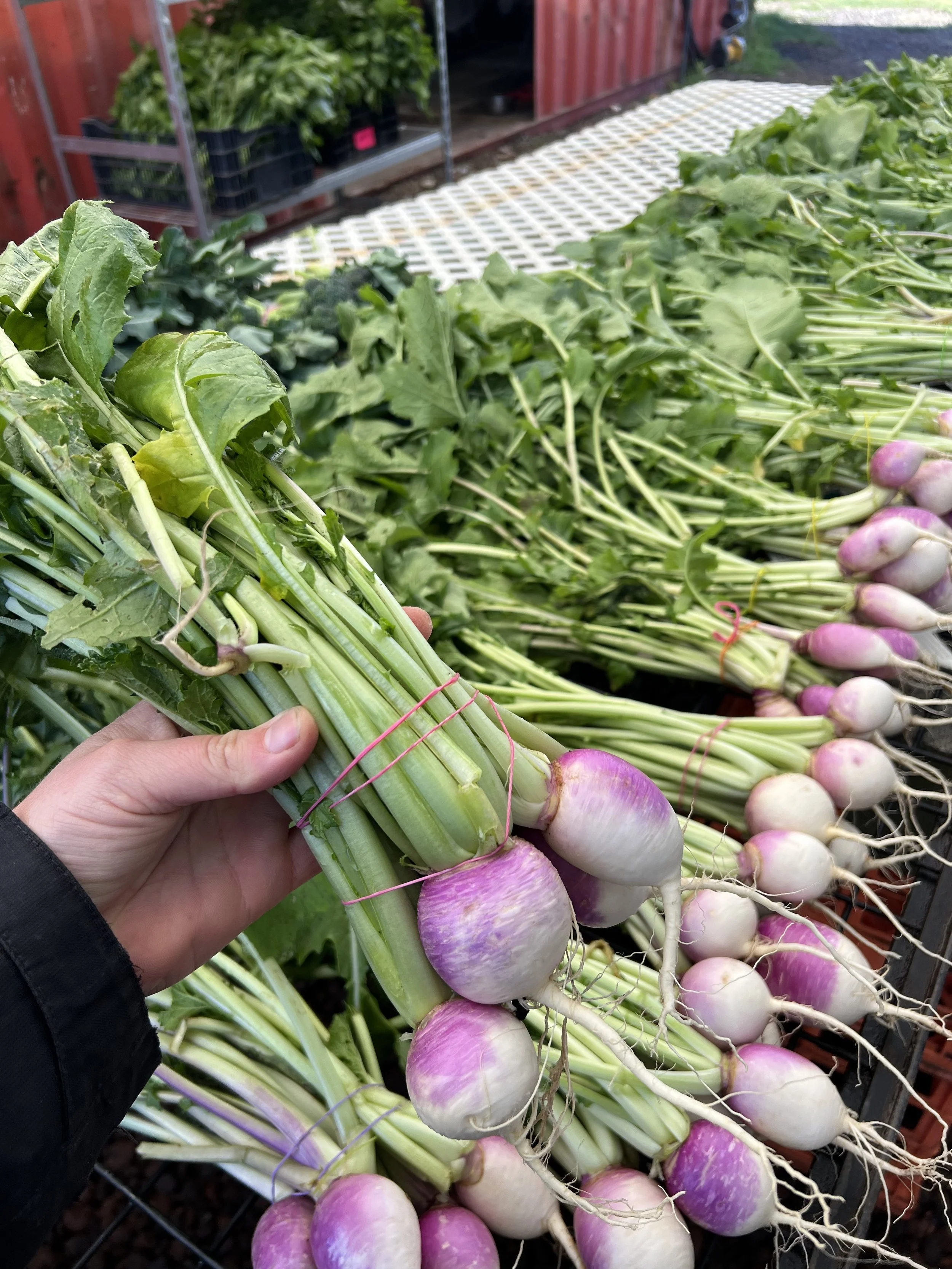 turnips.jpg
